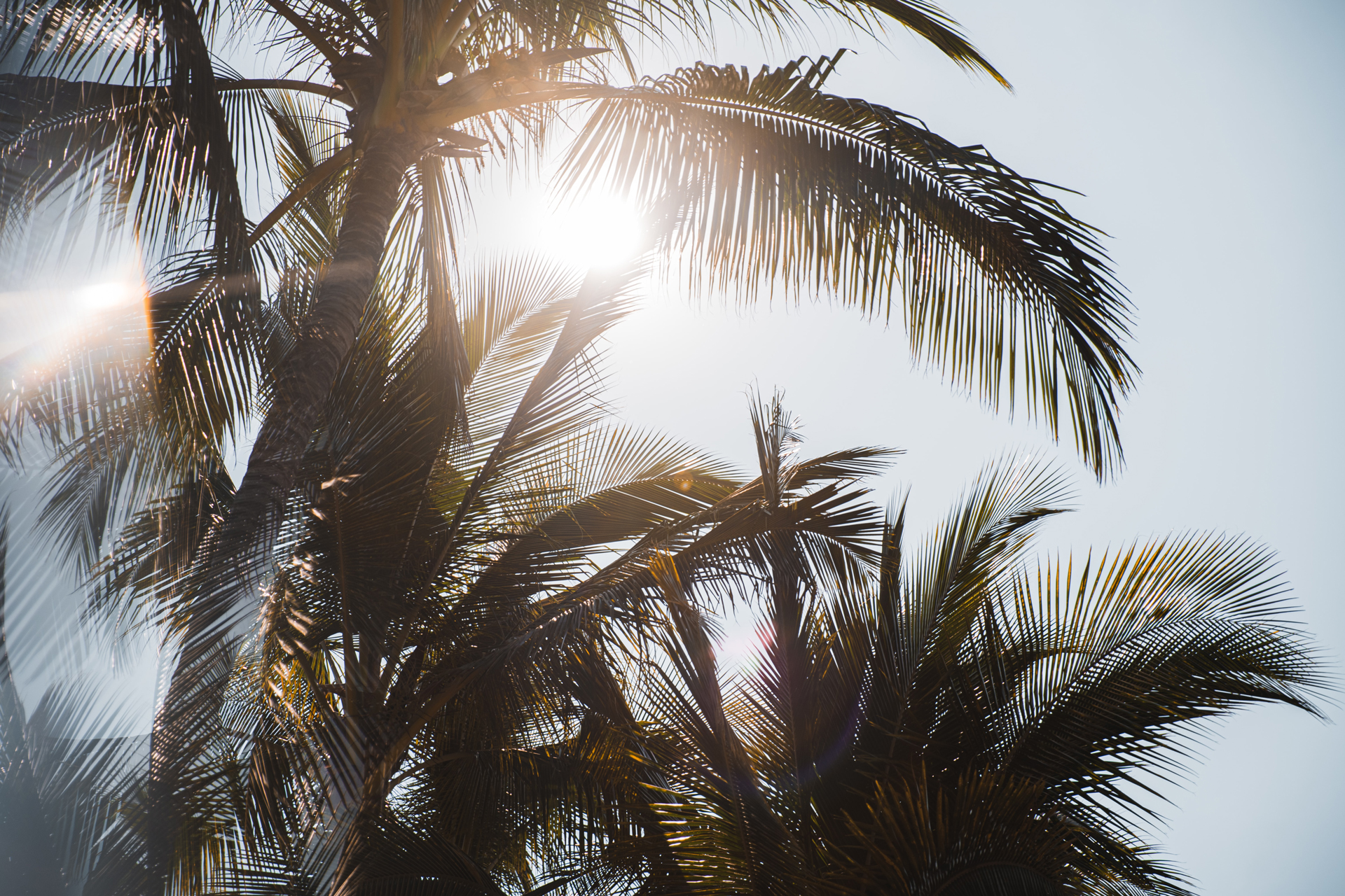 The top of palm trees with the sun shining through