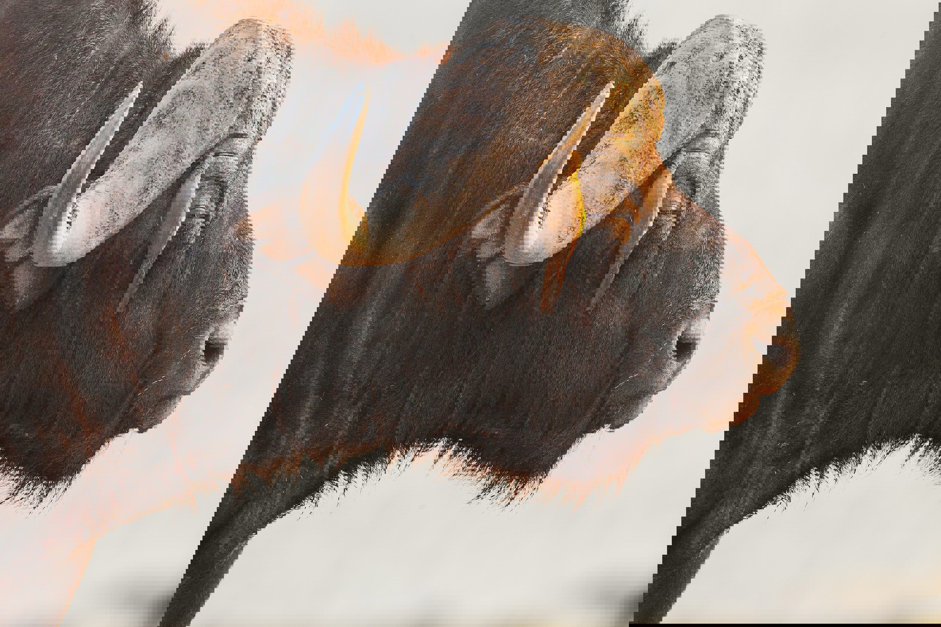 Profile of the head and neck of a Cape buffalo at golden hour