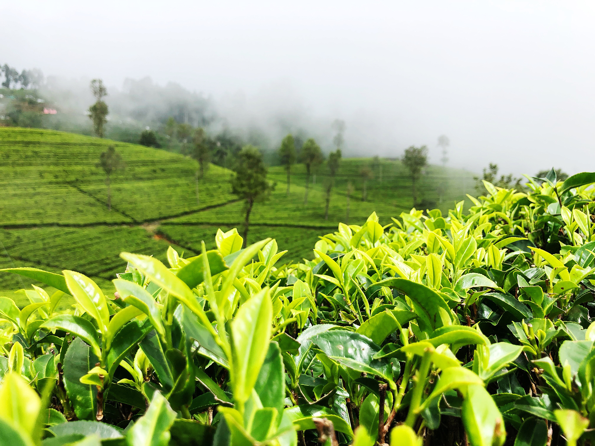 Green tea leaf plants with hills on the other side