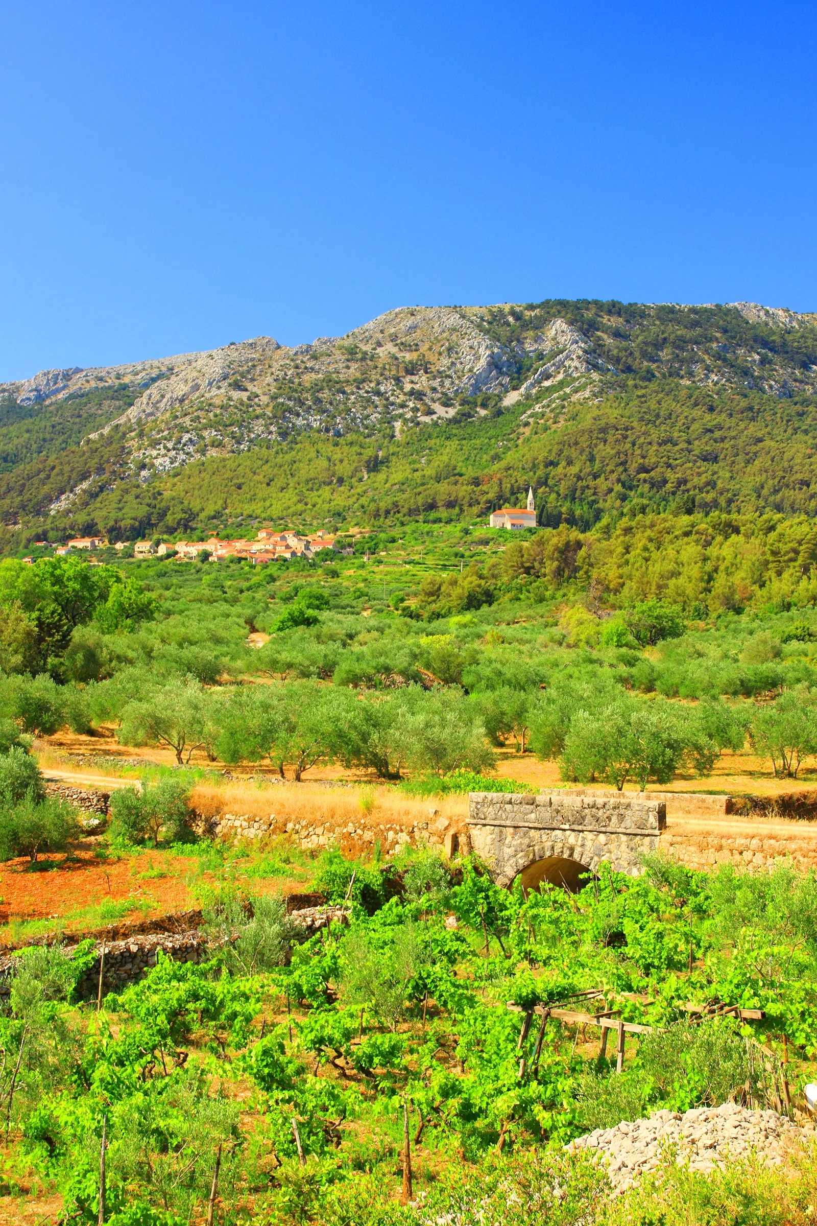 Lush hills with vineyards leading up a tall hill with a glimpse of Pitve village