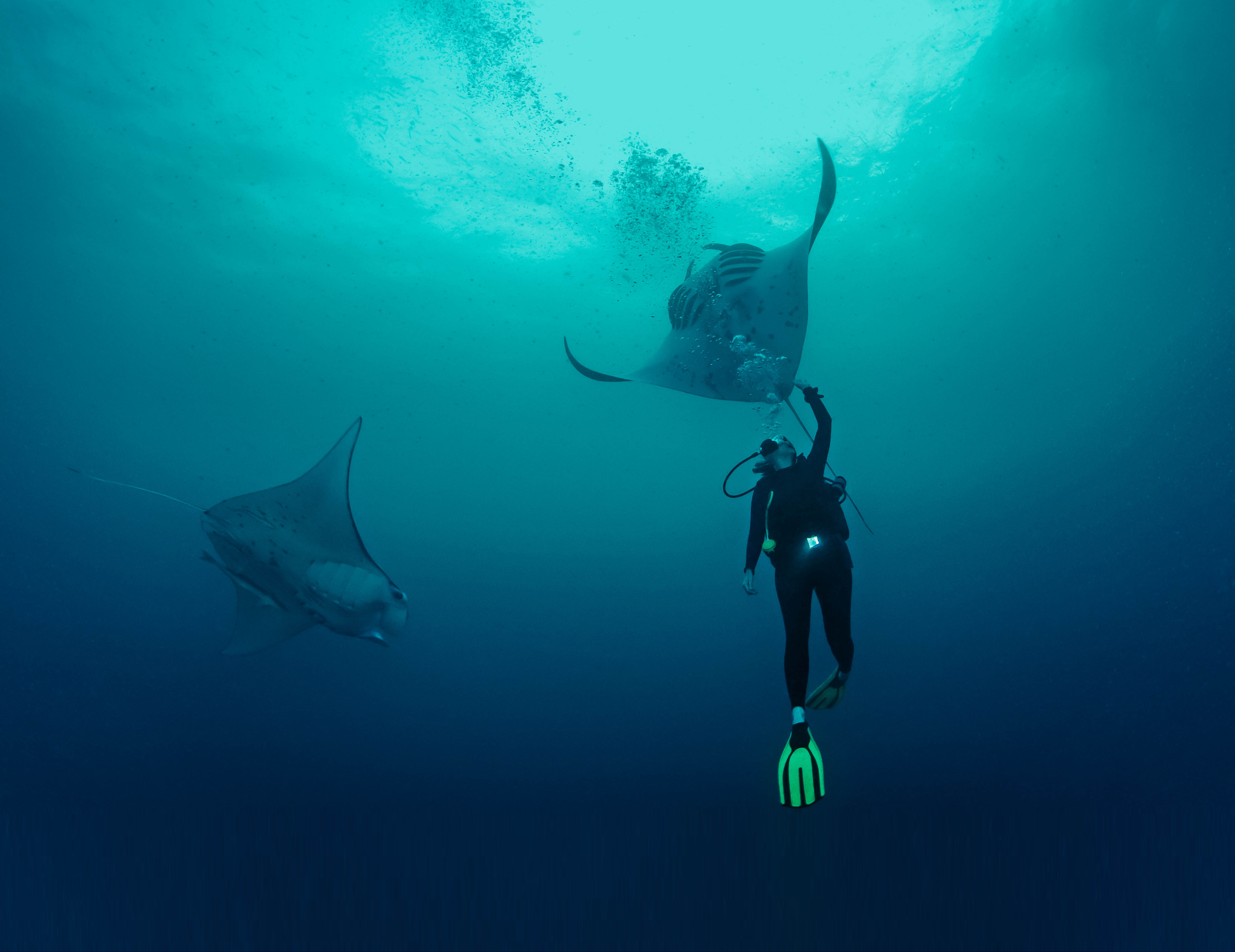 A diver swimming underwater with two manta rays