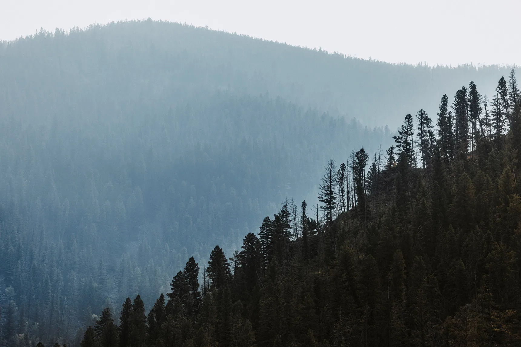 A view of fir trees on a montainside at dusk in Montana, USA