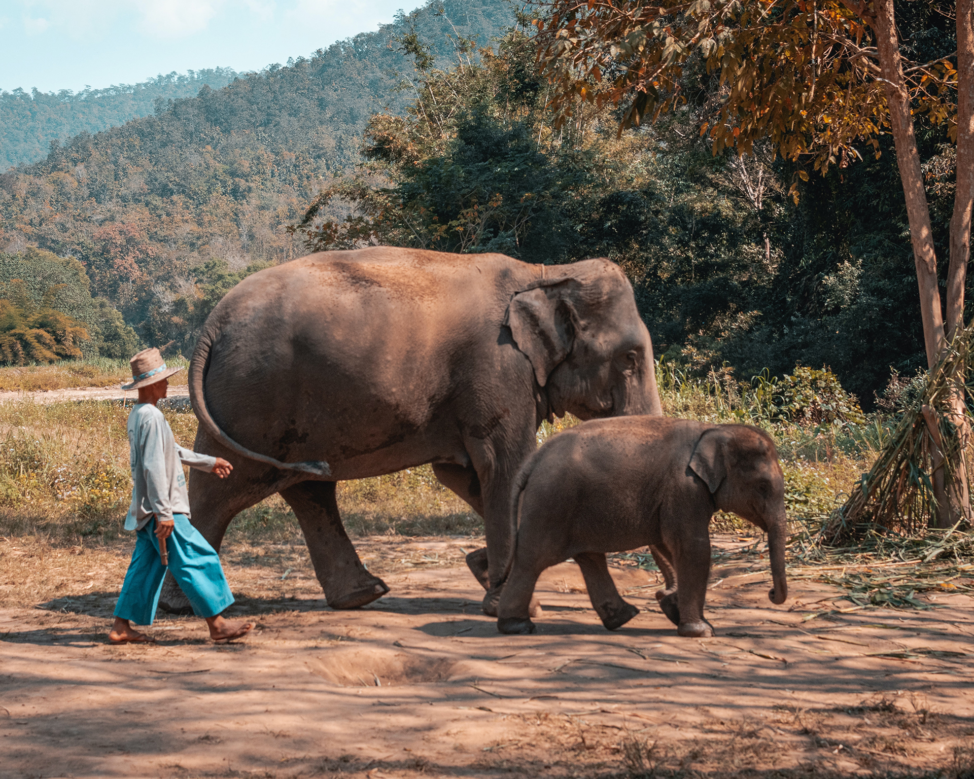 A person walking beside an elephant and its calf