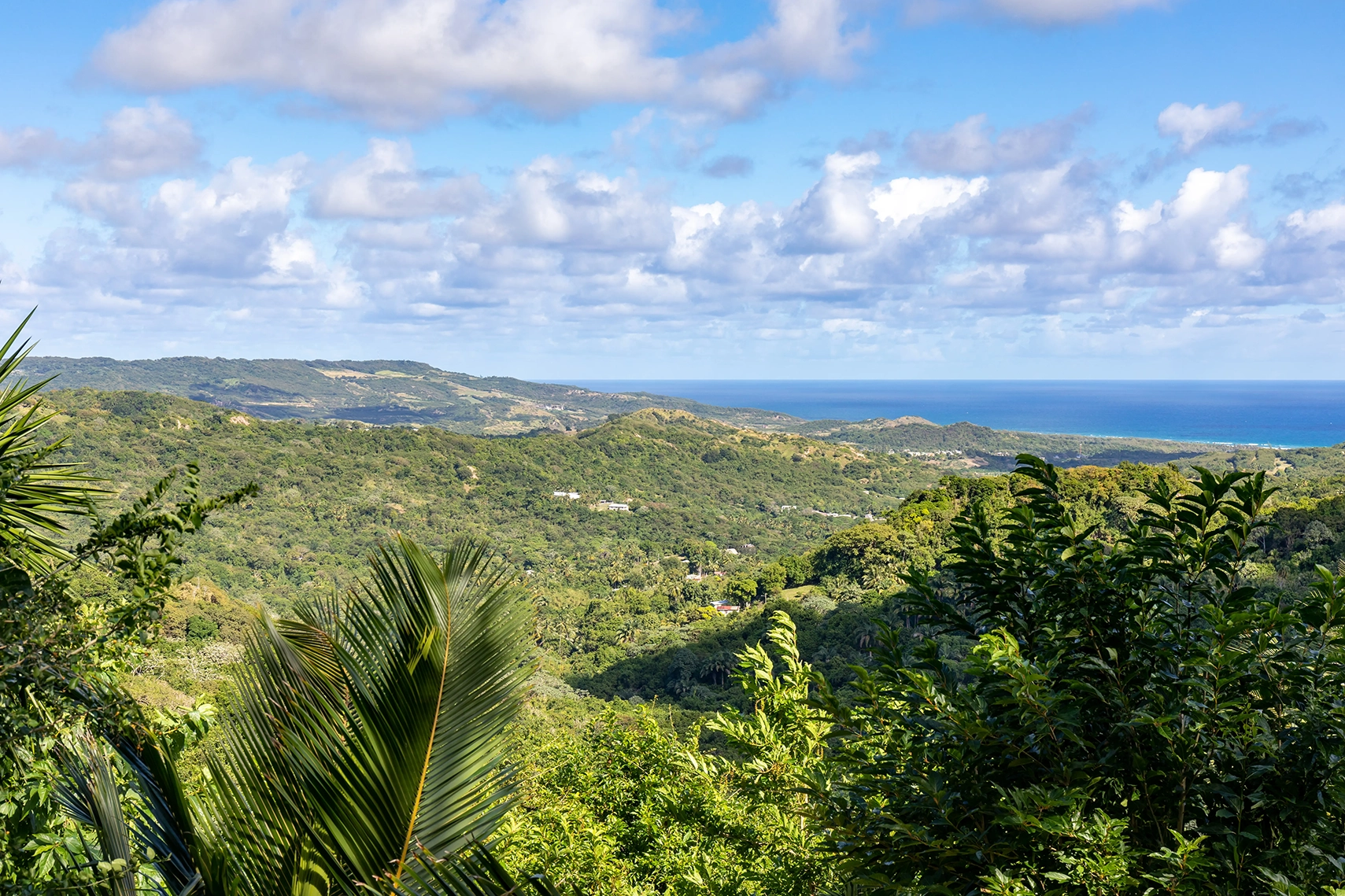 View over the treetops towards the sea in Barbados 