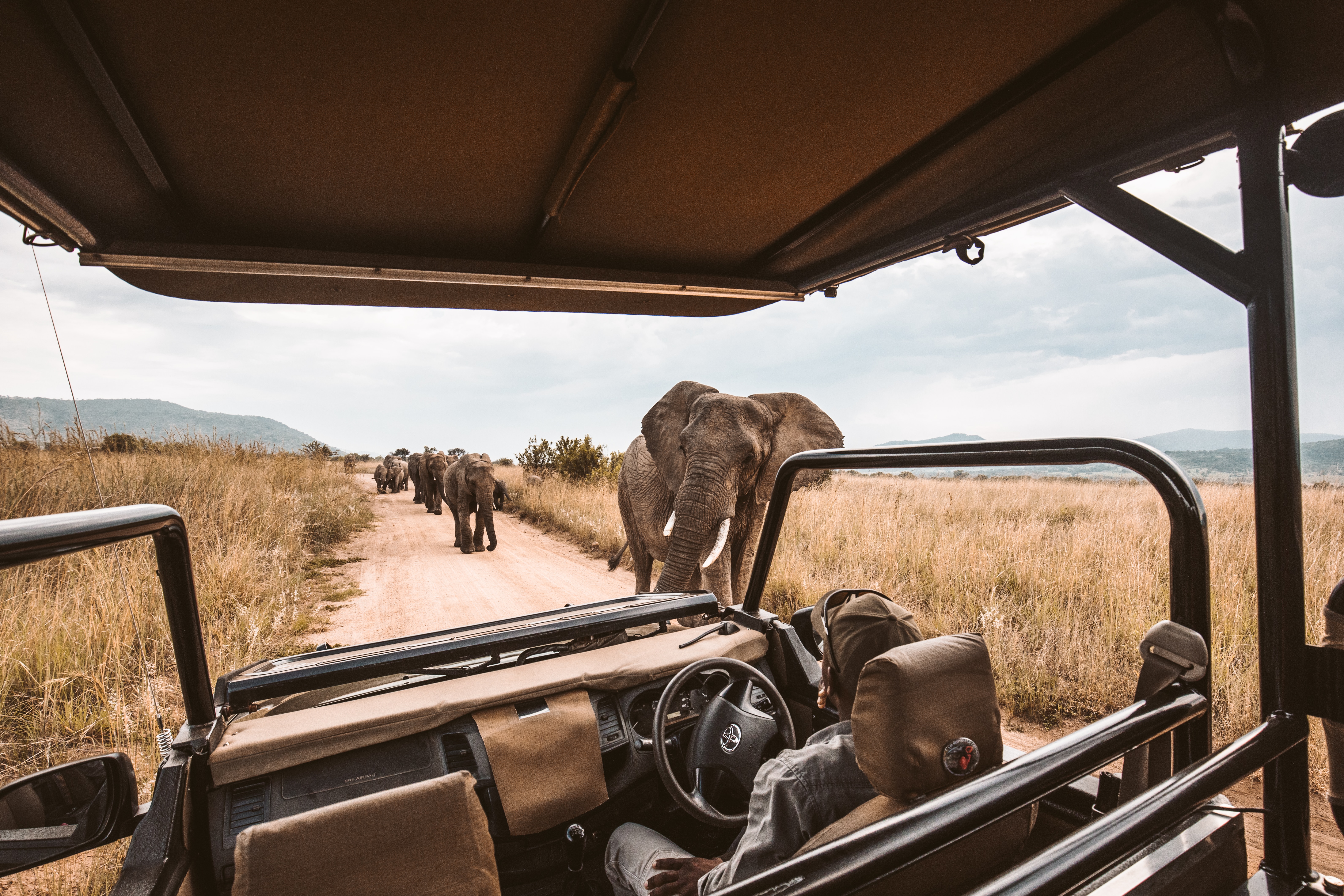 View from a safari car of elephants close by