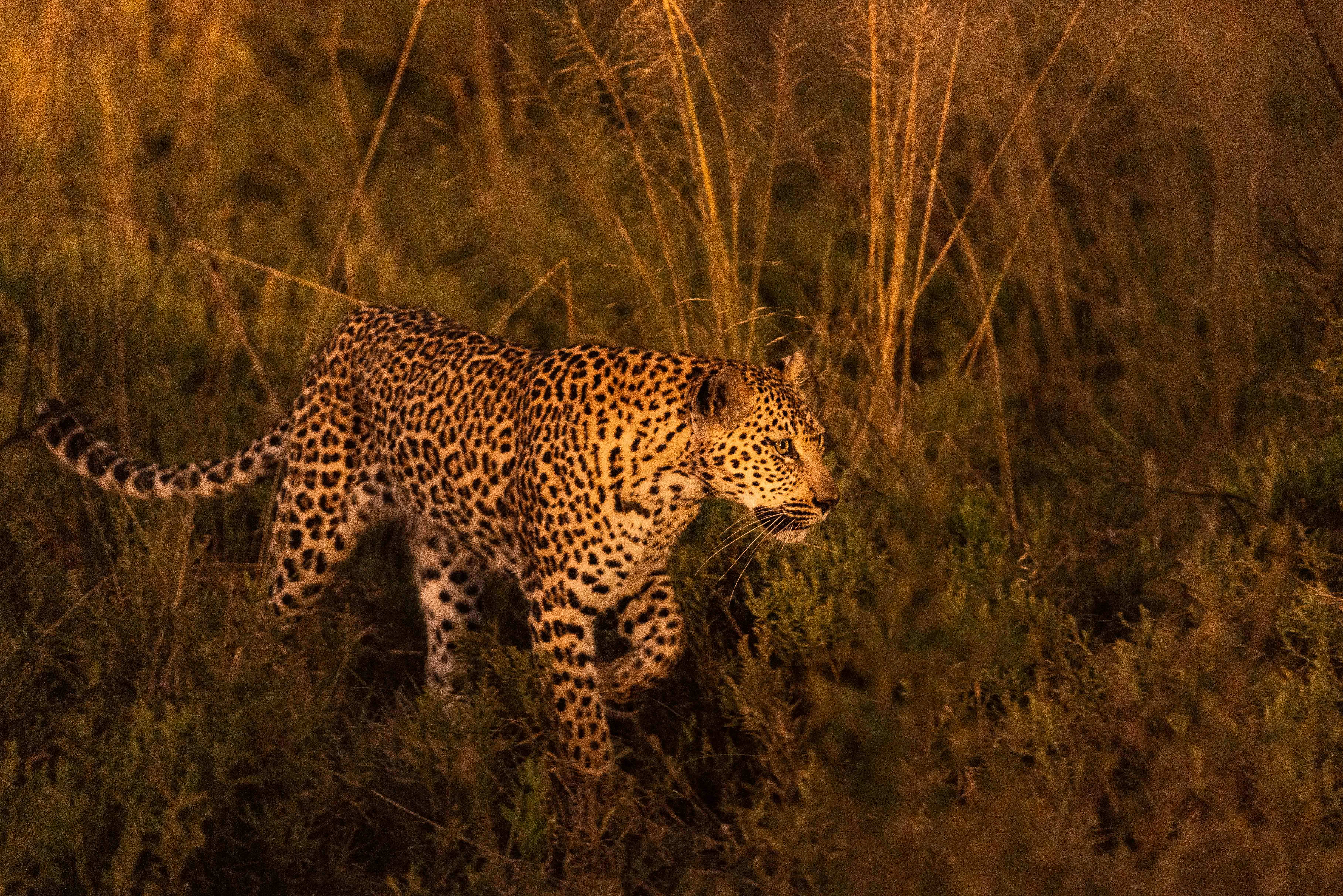  Africa, South Africa, Ulusaba Safari Lodge, Leopard