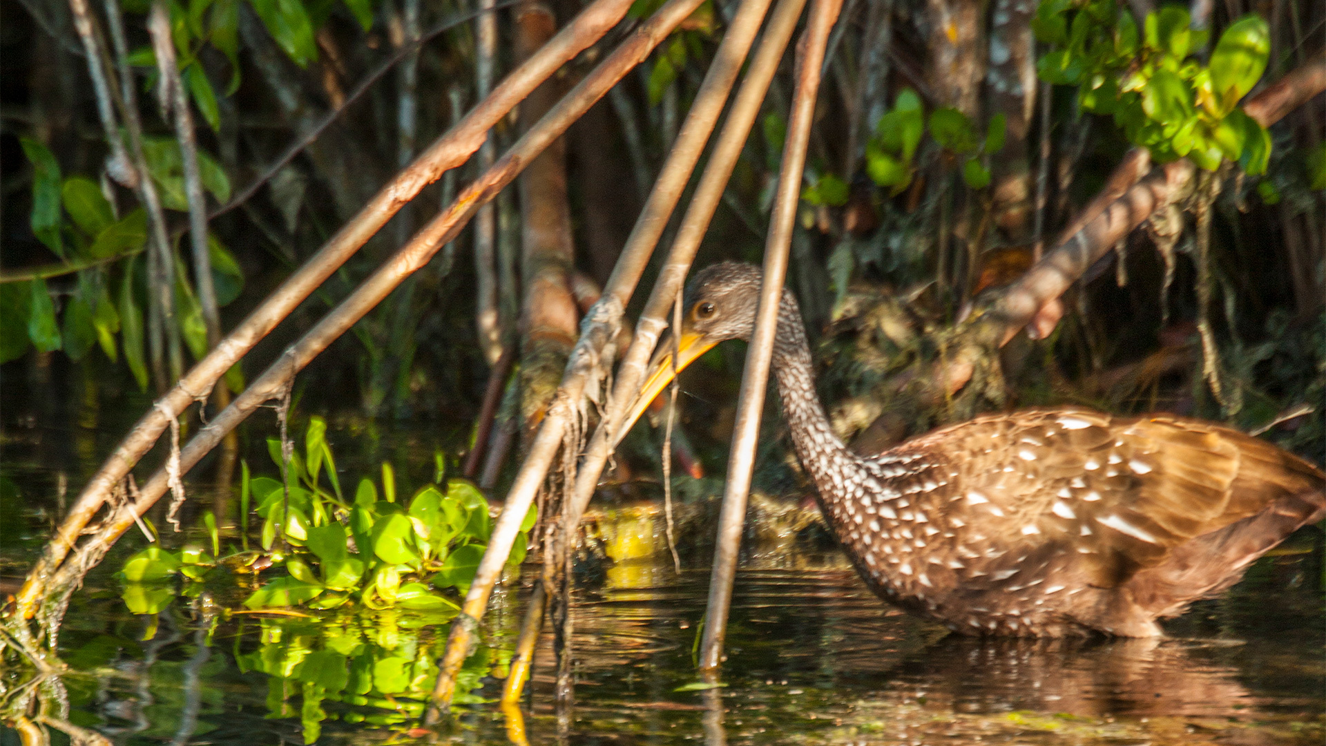 Rosewood Mayakoba Wildlife