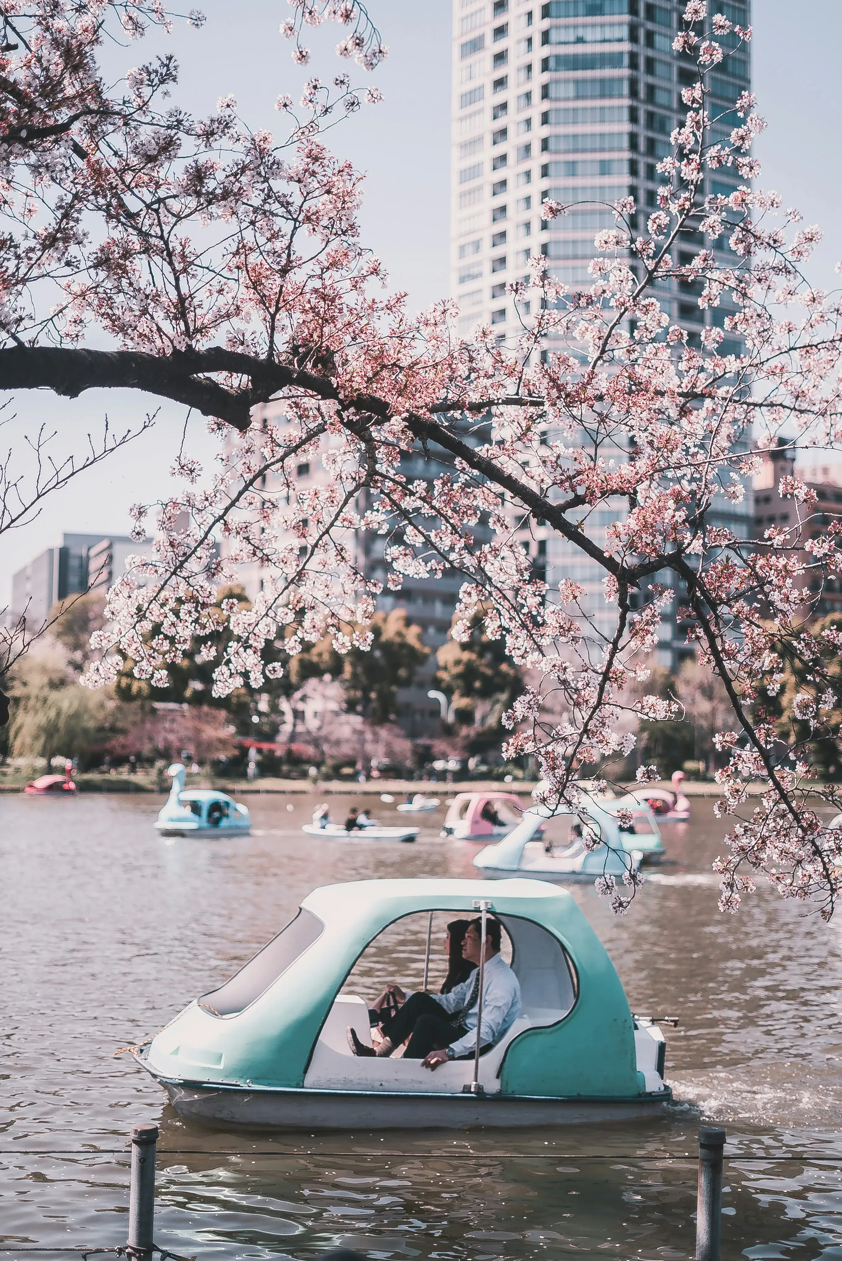 Japanese cherry blossom tree framing a serene lake with pedal boats and a tall modern building in the background.