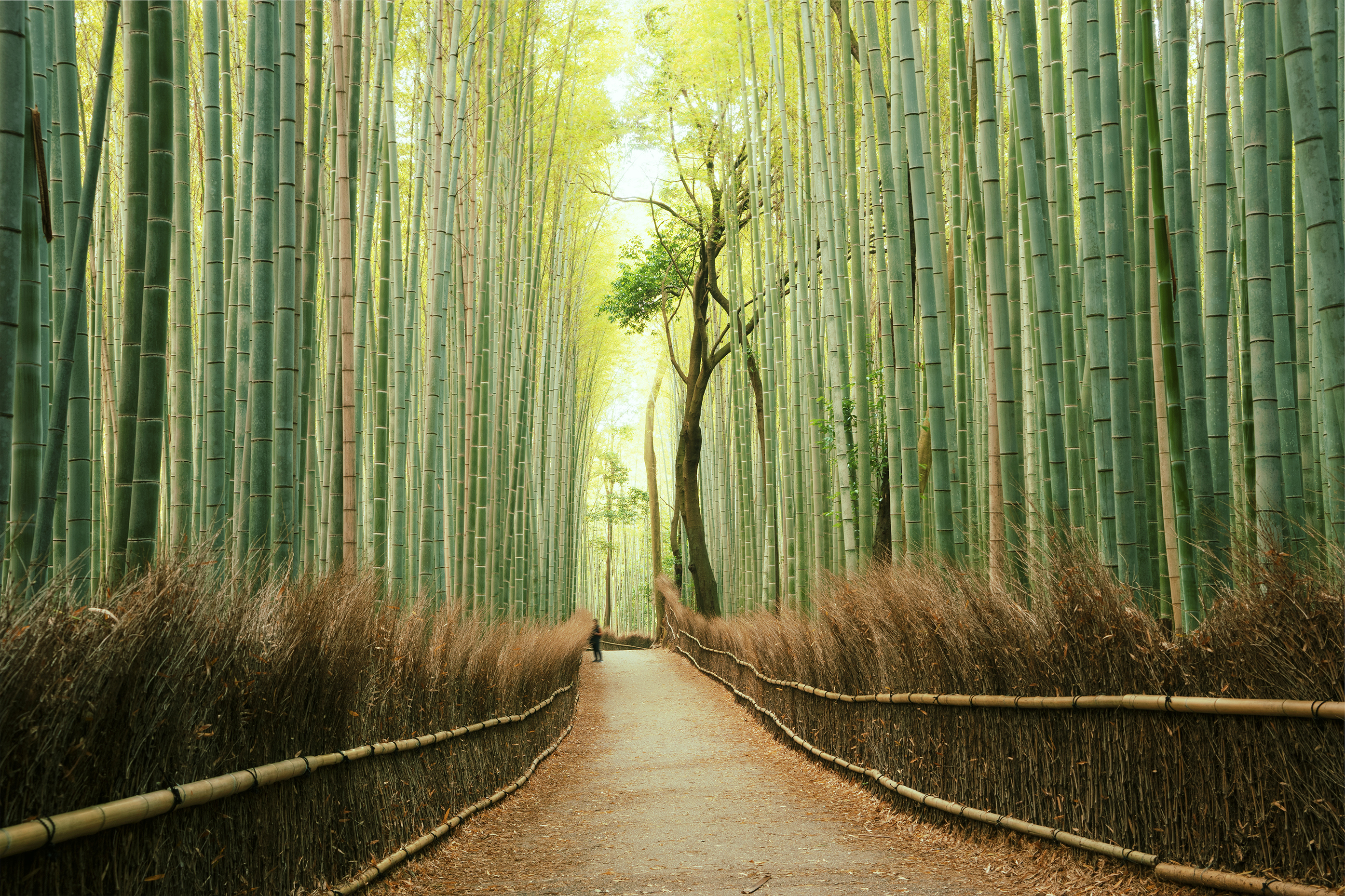 A long pathway stretching through a tall green bamboo forest in Kyoto with a person standing in the distance