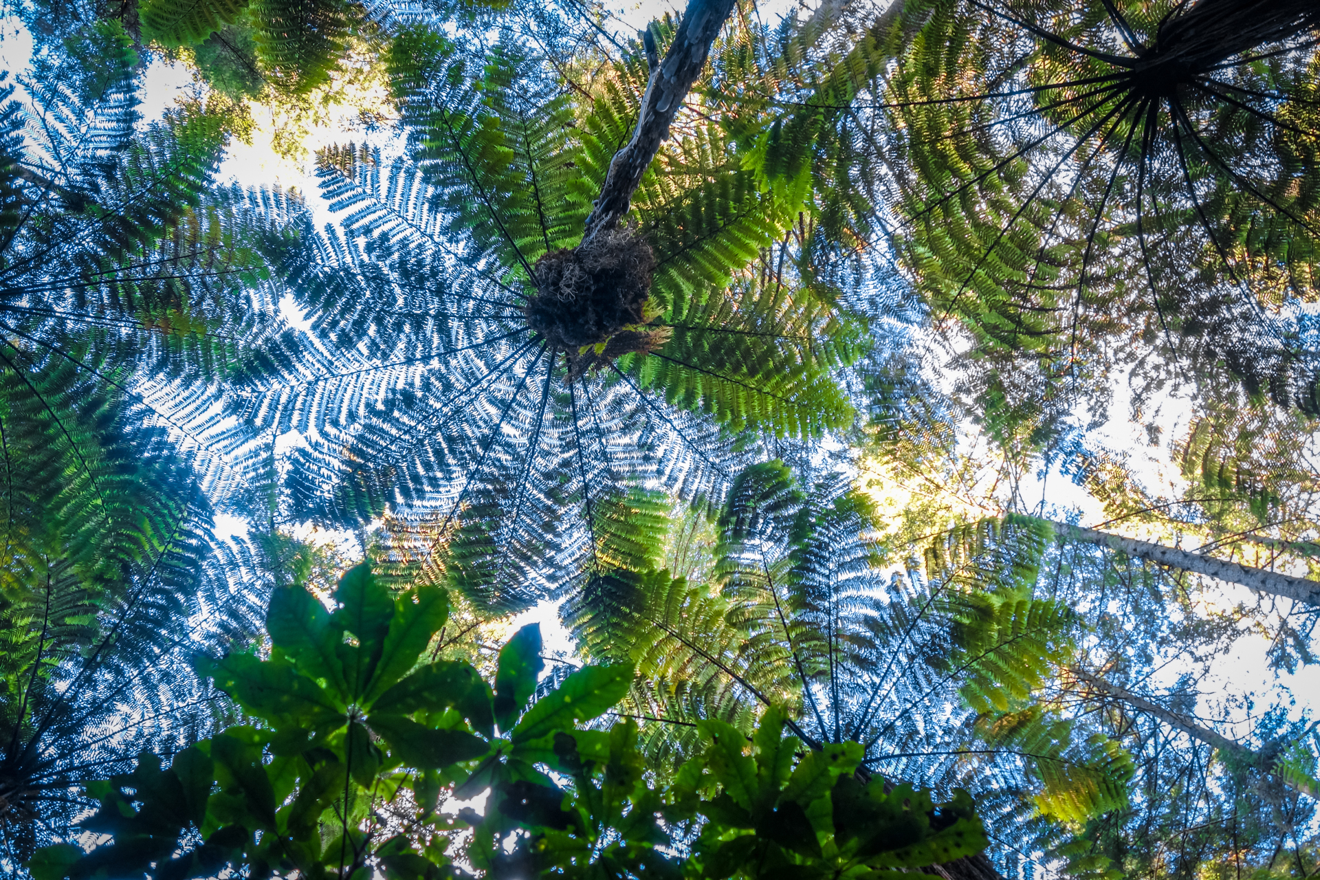 Looking up at giant ferns In redwood forest