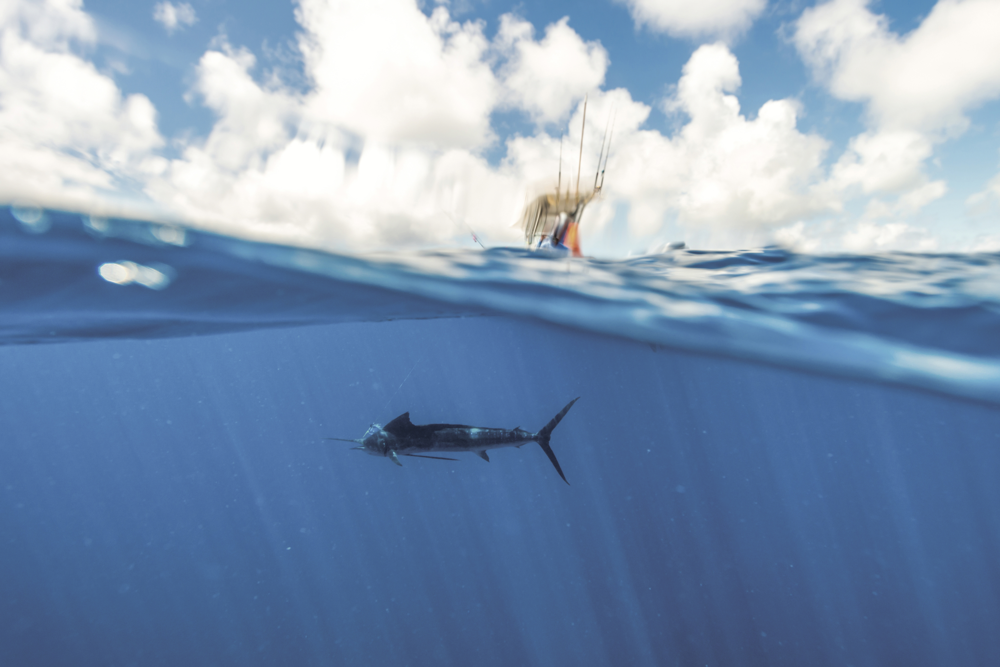 A sailfish swimming below the ocean surface with a blurred boat bobbing below a clear sky