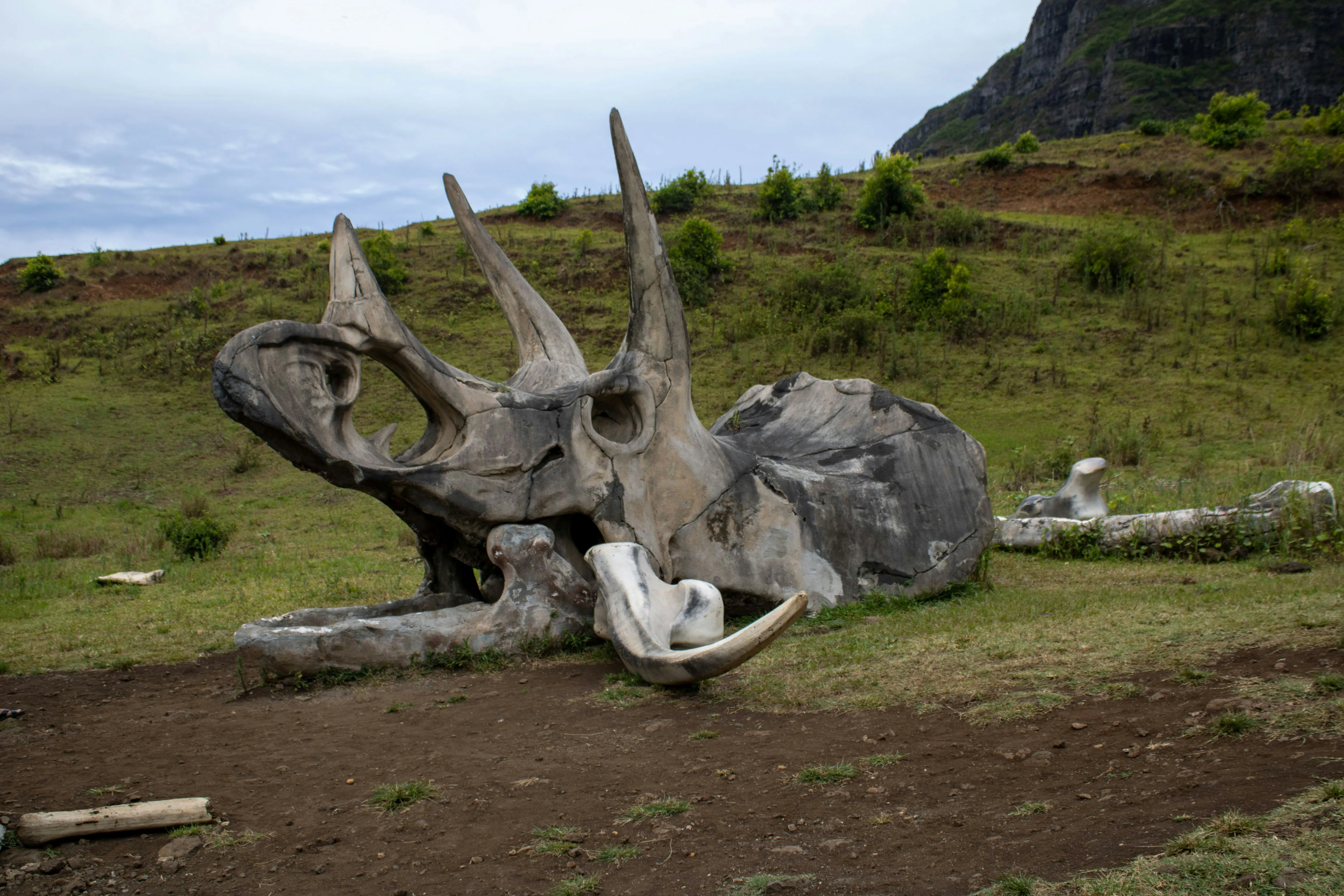 A fake dinosaur skull set on a patch of grass at Kualoa Ranch