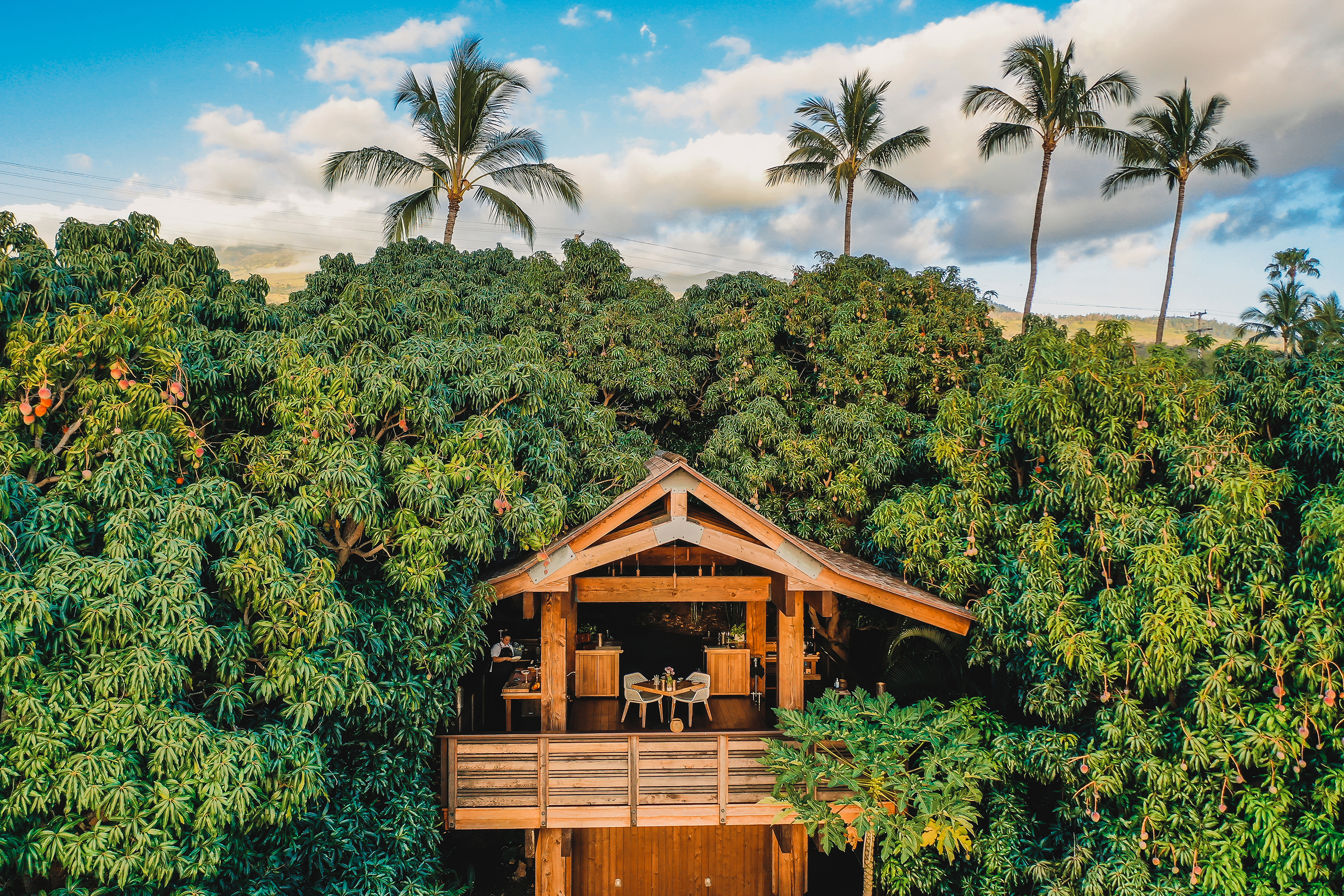 North America & Canada, Hawaii, Hotel Wailea, Treehouse
