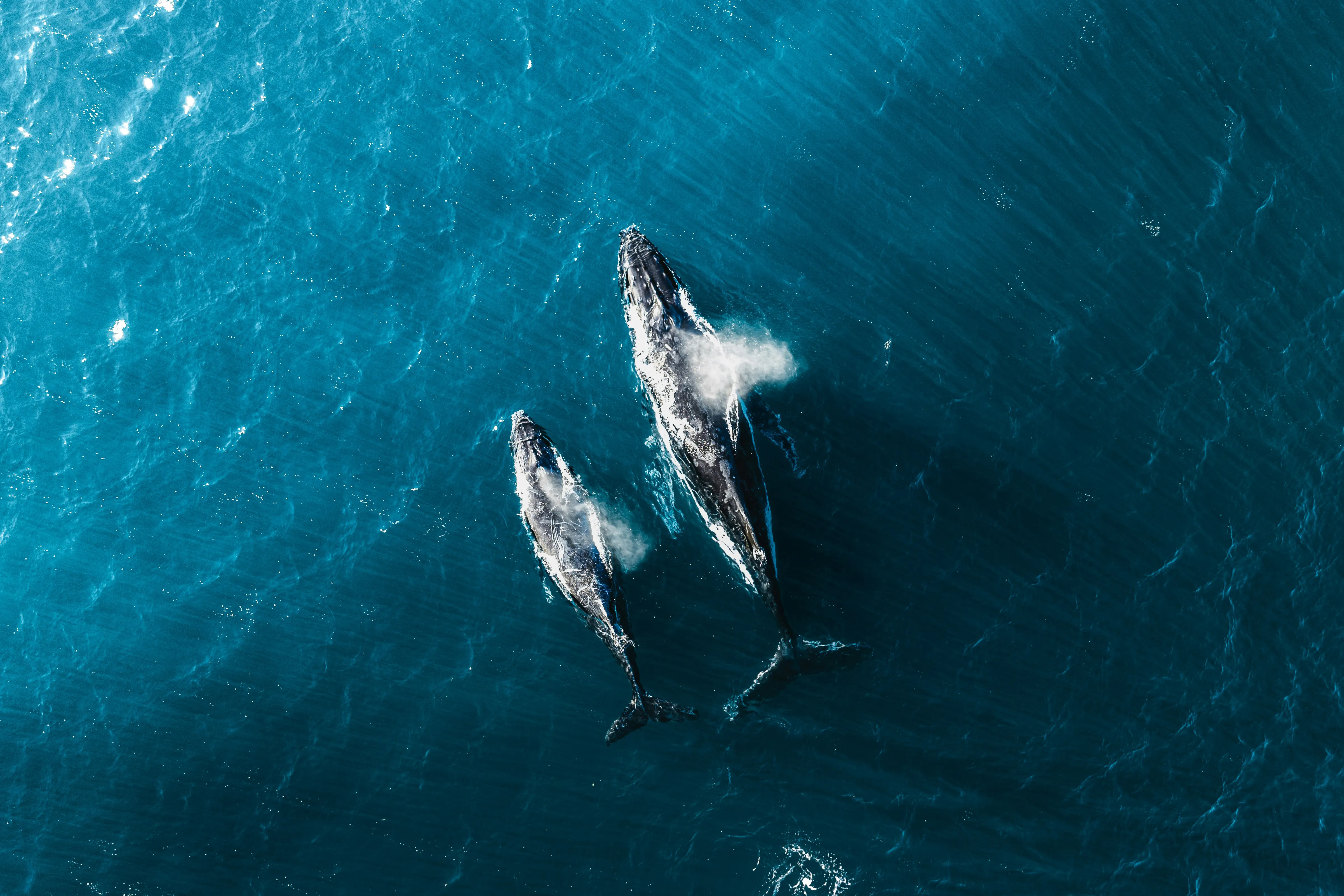 Aerial view of two humpback whales breaching the surface of the ocean