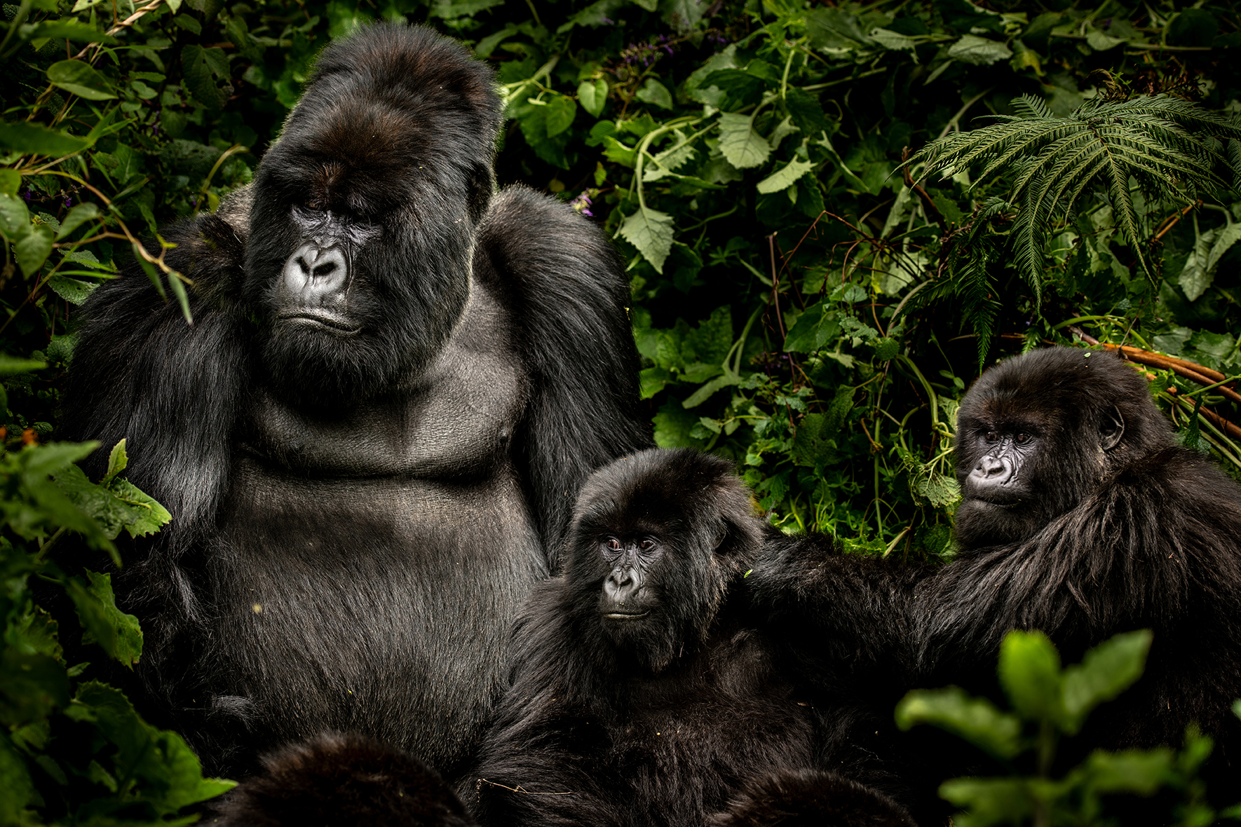 Africa, Rwanda, Troop of Gorilla in the forest