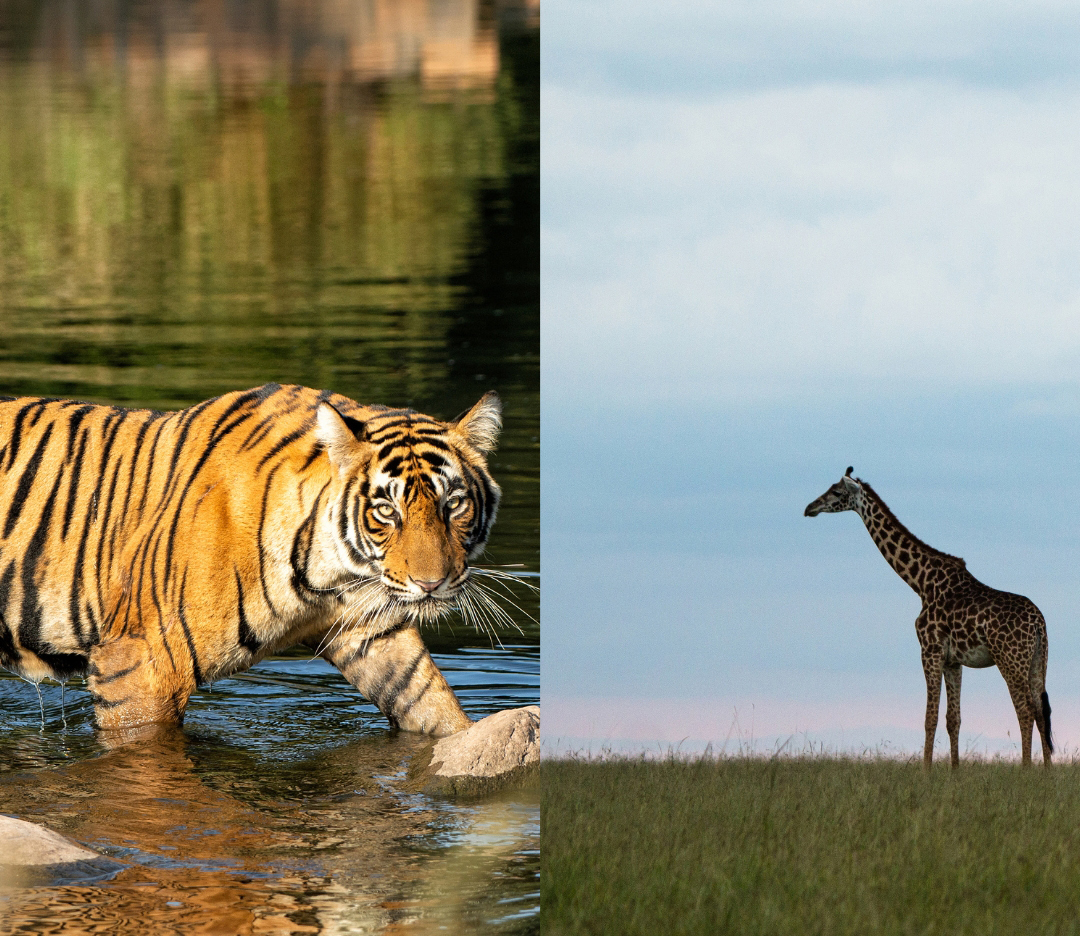 Side by side images of a tiger and giraffe