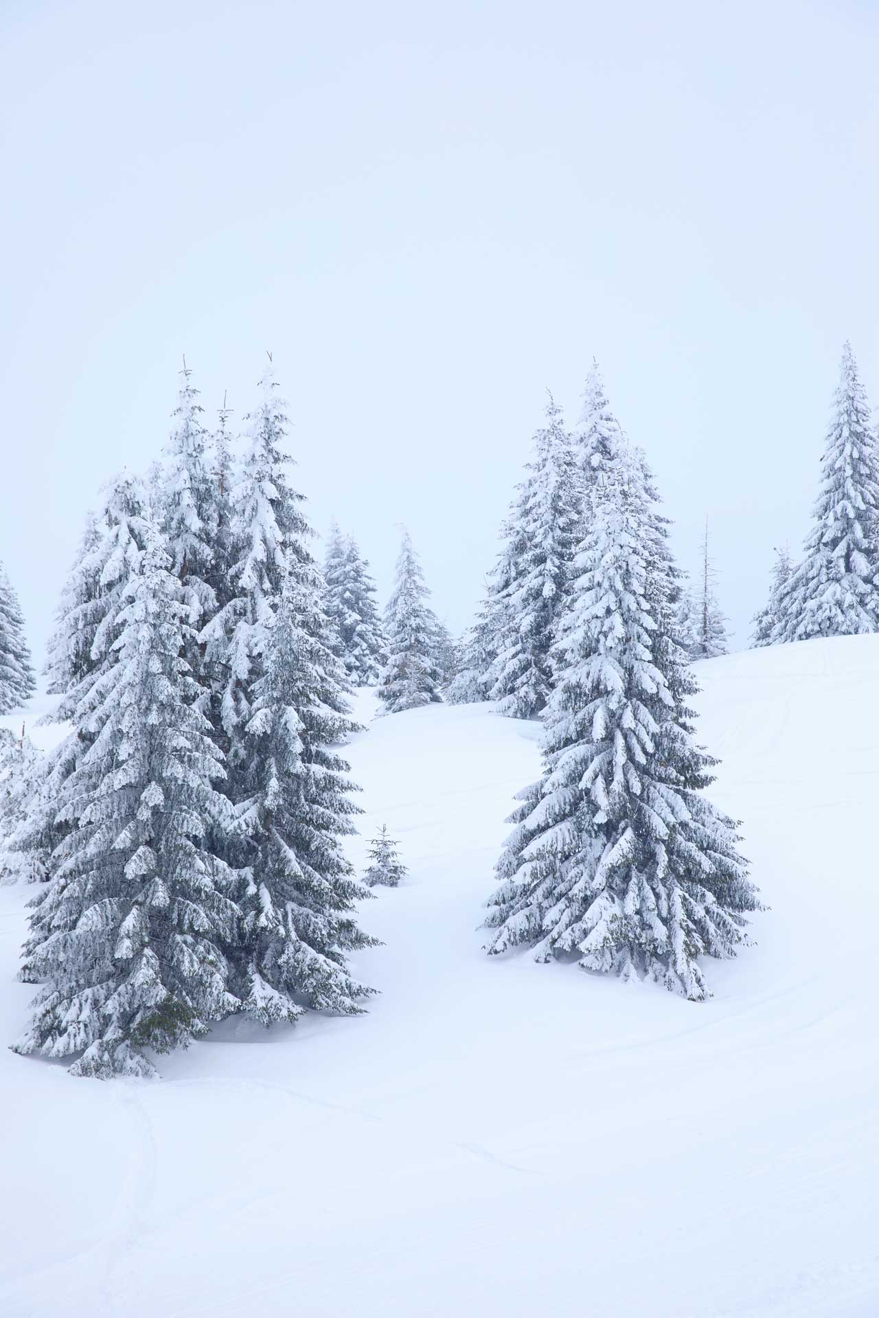 Pine woodland covered with powder snow
