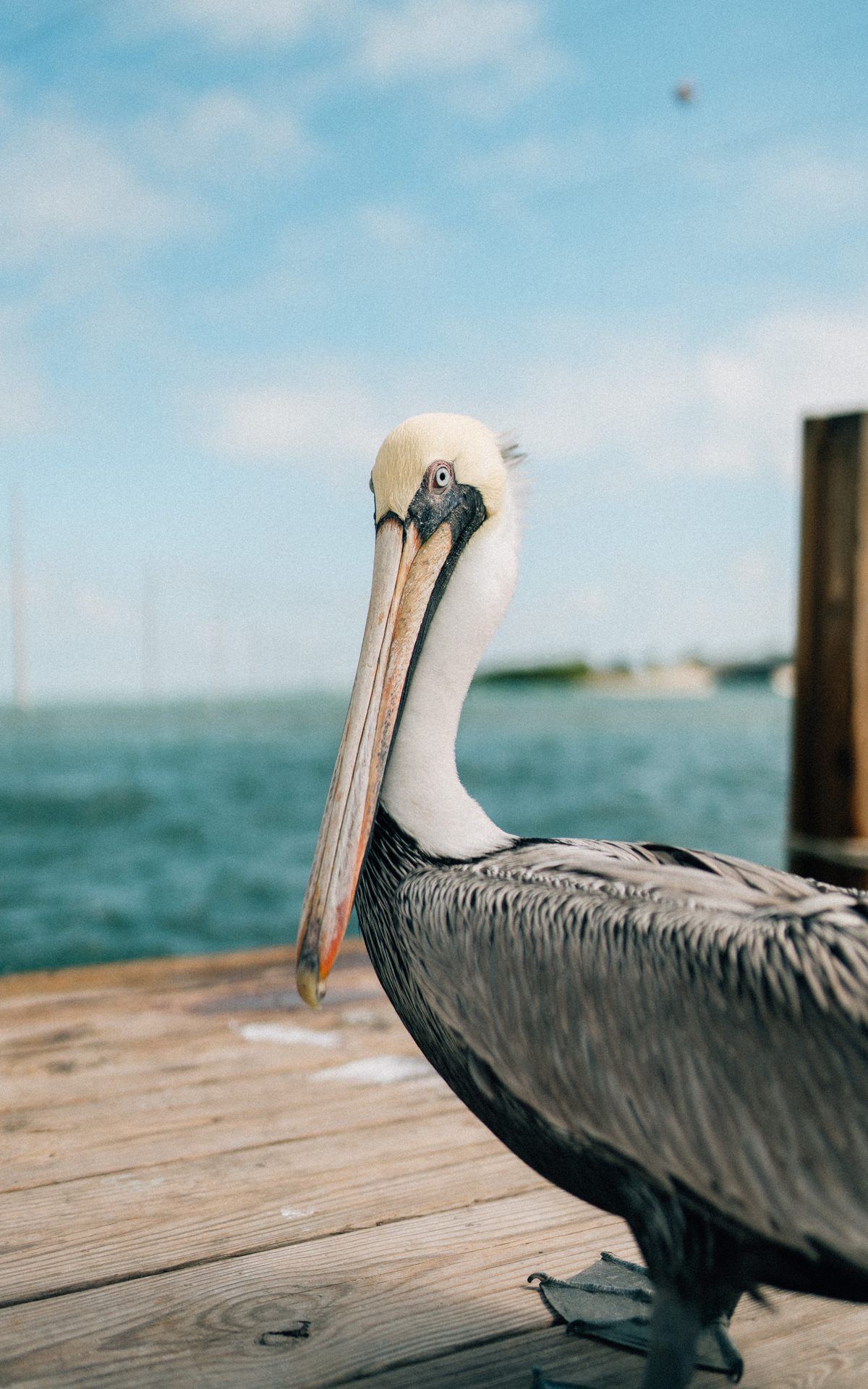 A pelican stood on a wooden dock