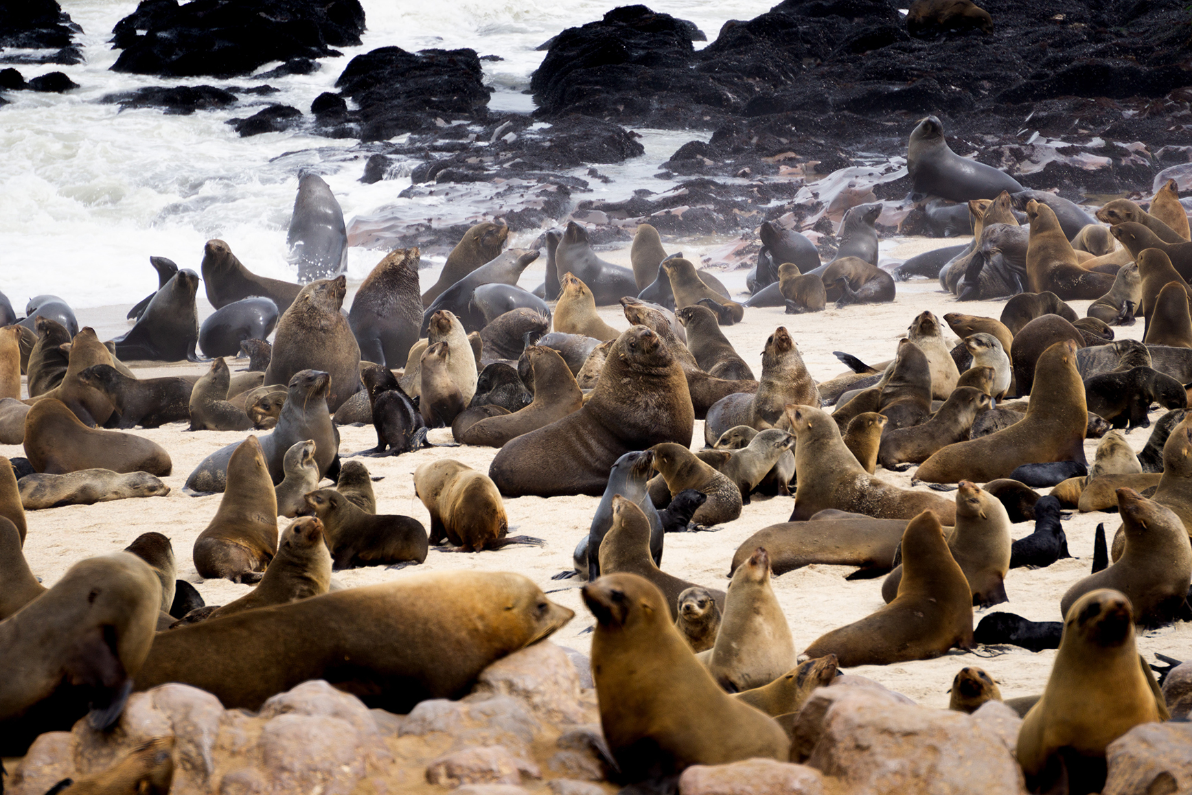 A large group of cape fur seals
