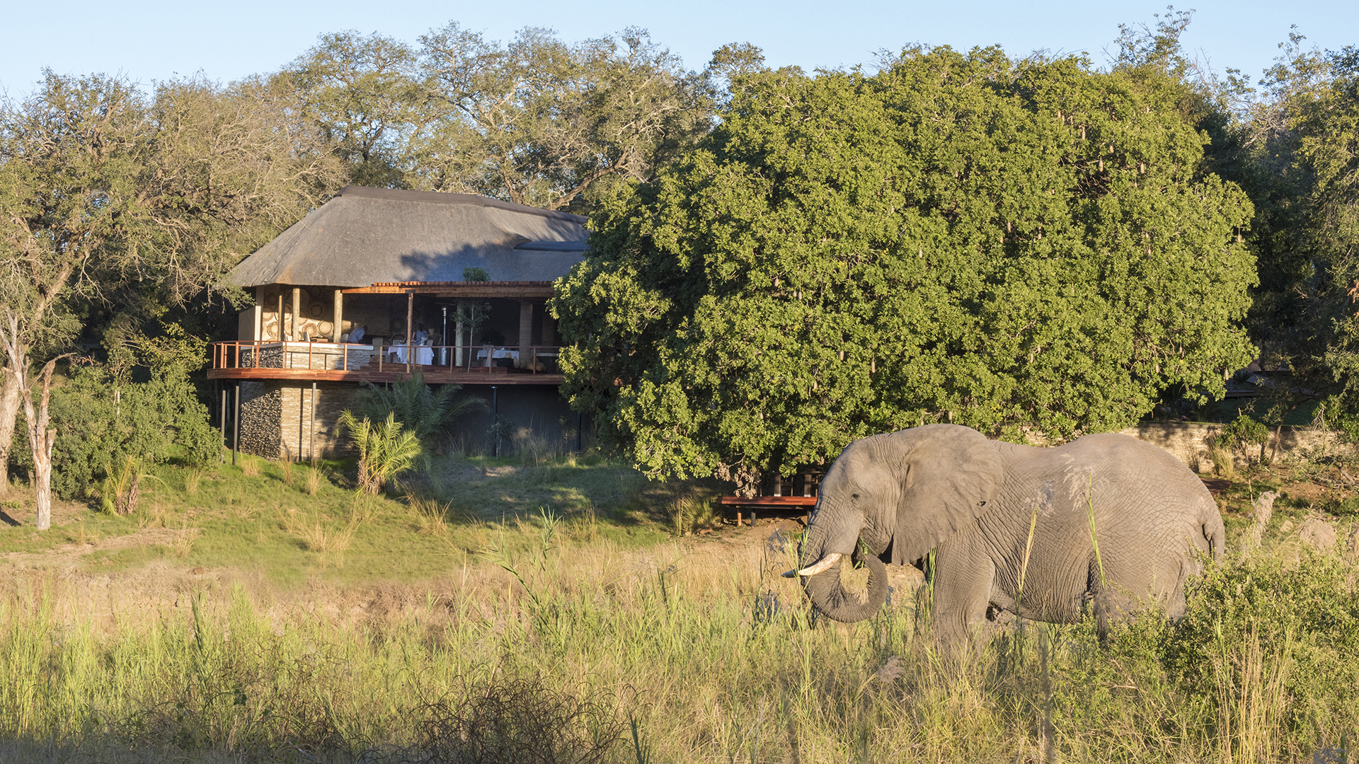 Africa, South Africa, Dulini River Lodge, River Lodge Elephant