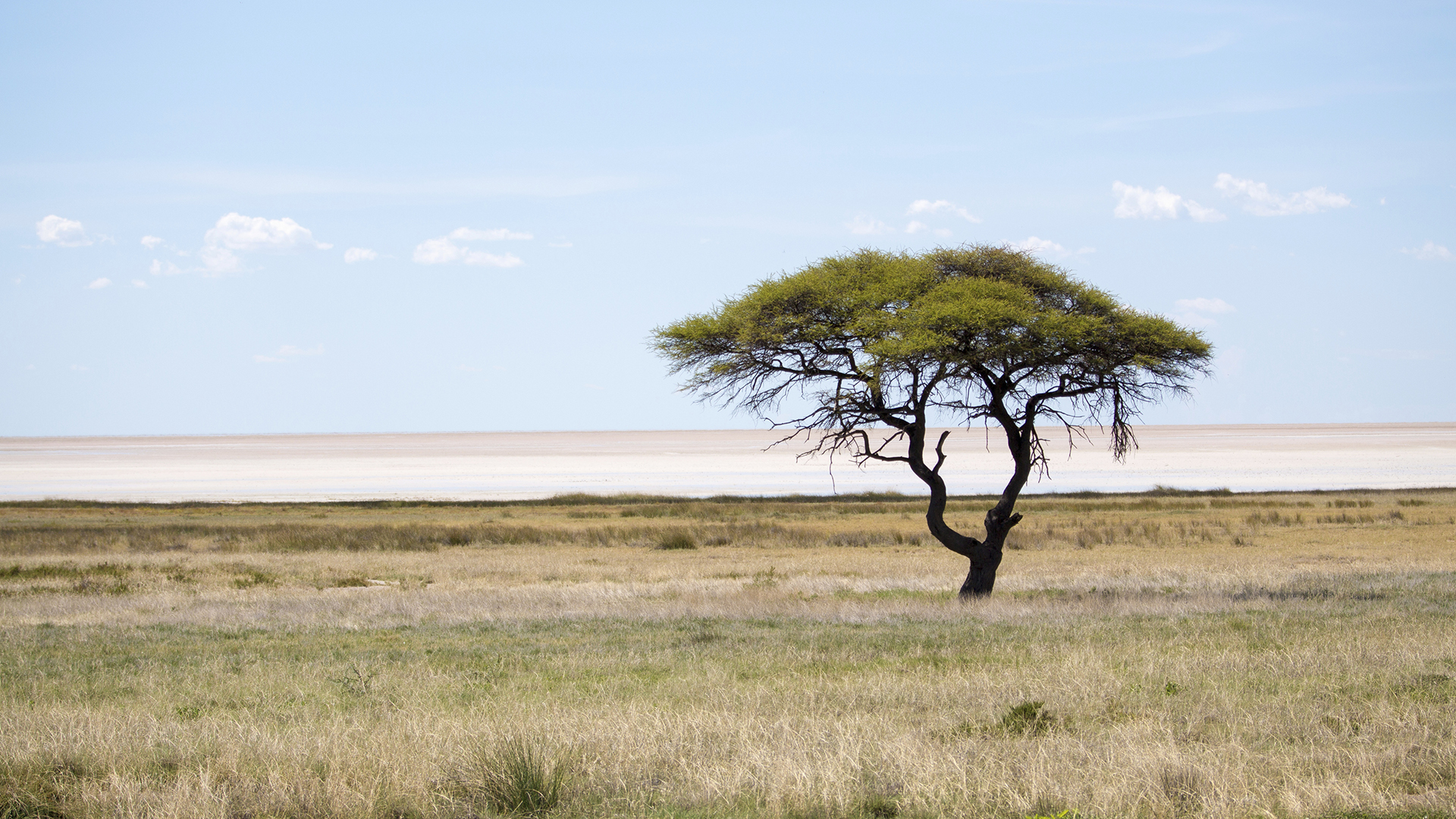 A lone umbrella thorn tree on a flat field in Etosha