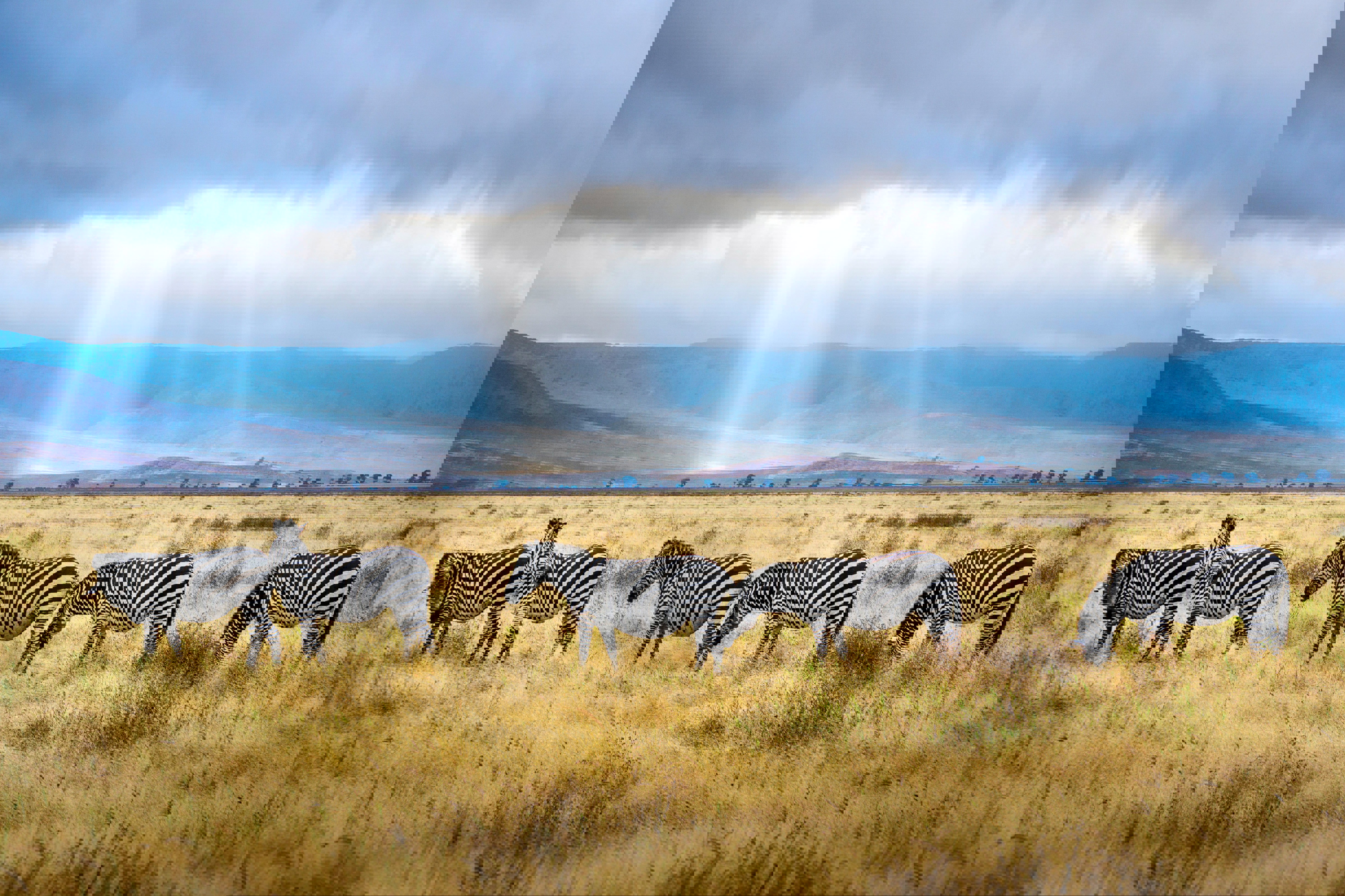 A small herd of zebra grazing grass