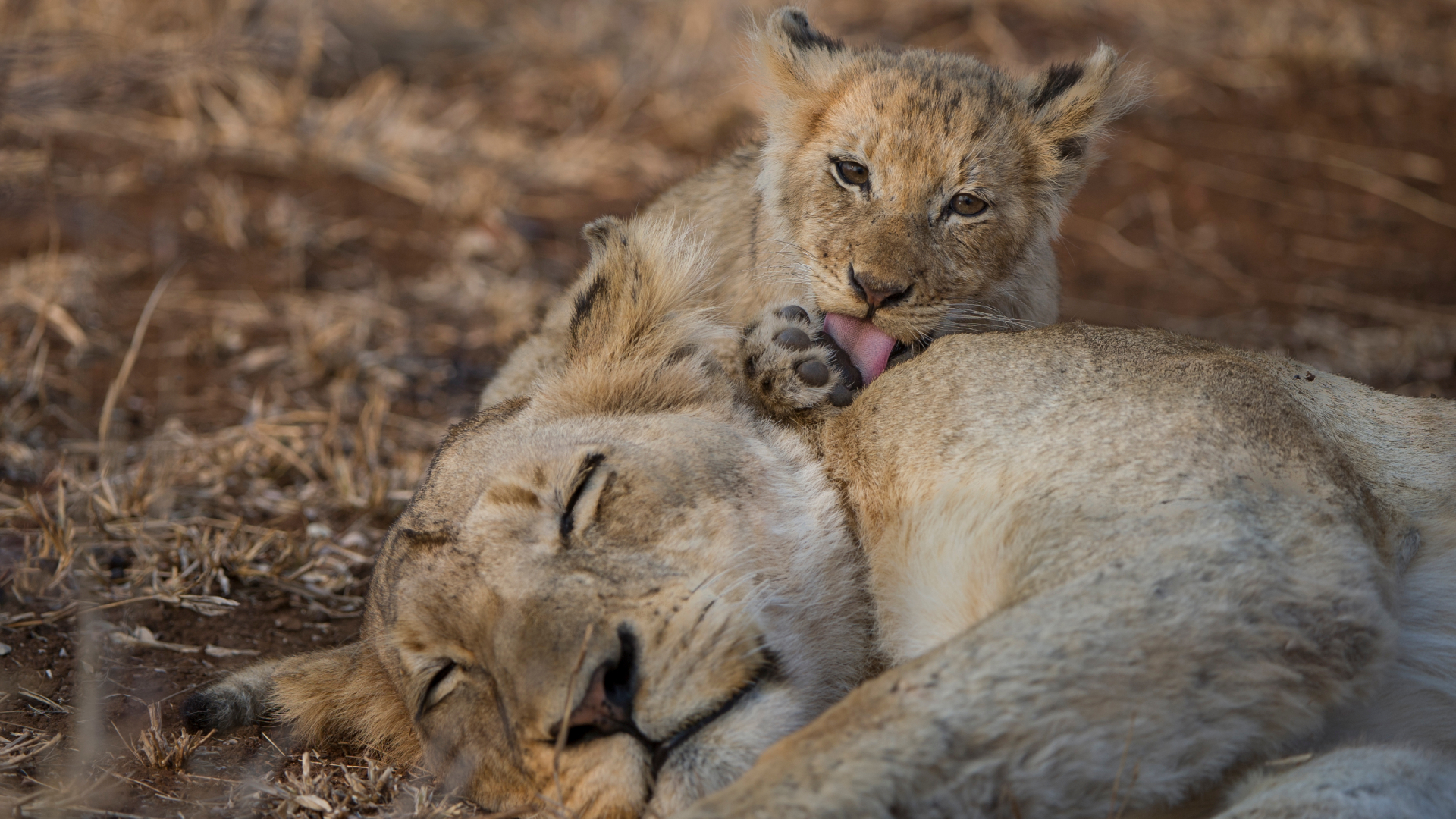 Lion and a cub laying down near Singita Sweni Lodge