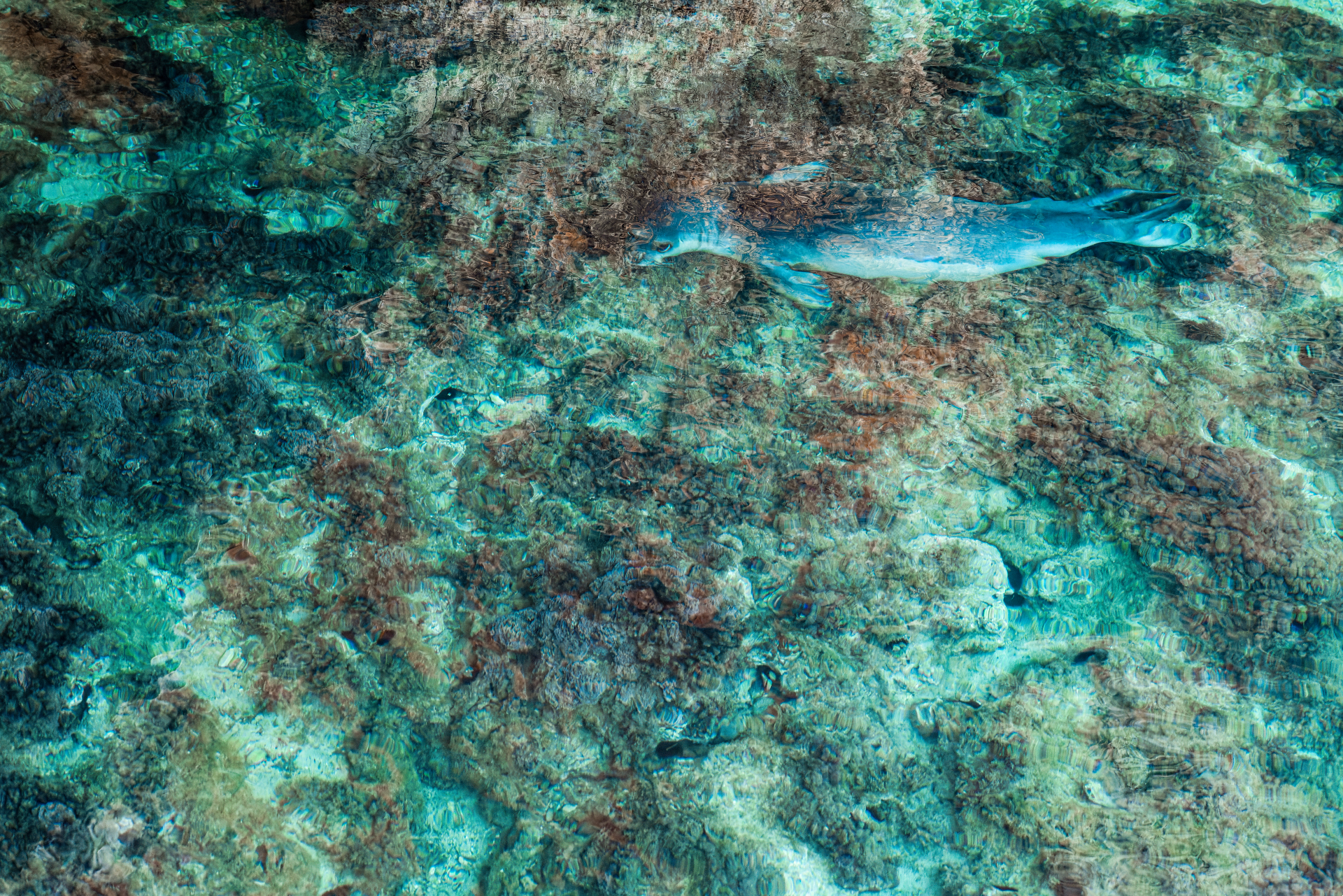 A seal in water