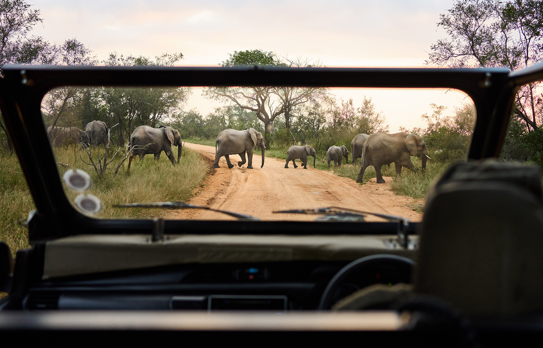 A herd of elephants passing in front of a safari game drive vehicle 