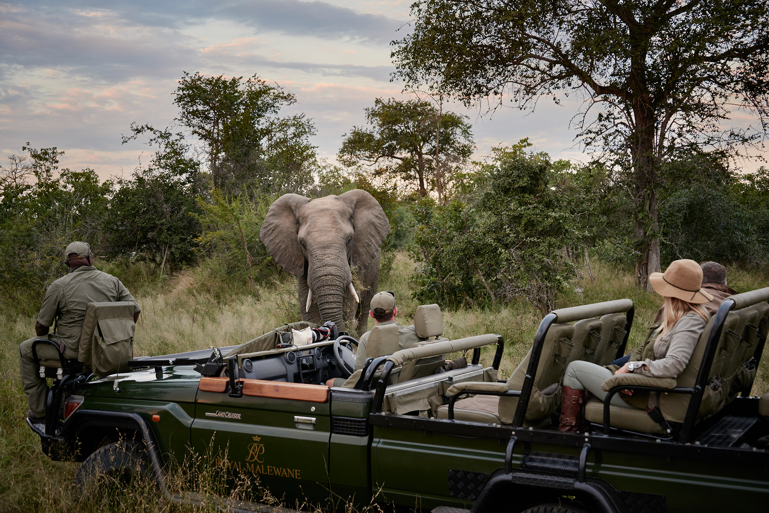 African safari game drive at Royal Malewane with guests observing a wild elephant in its natural habitat.