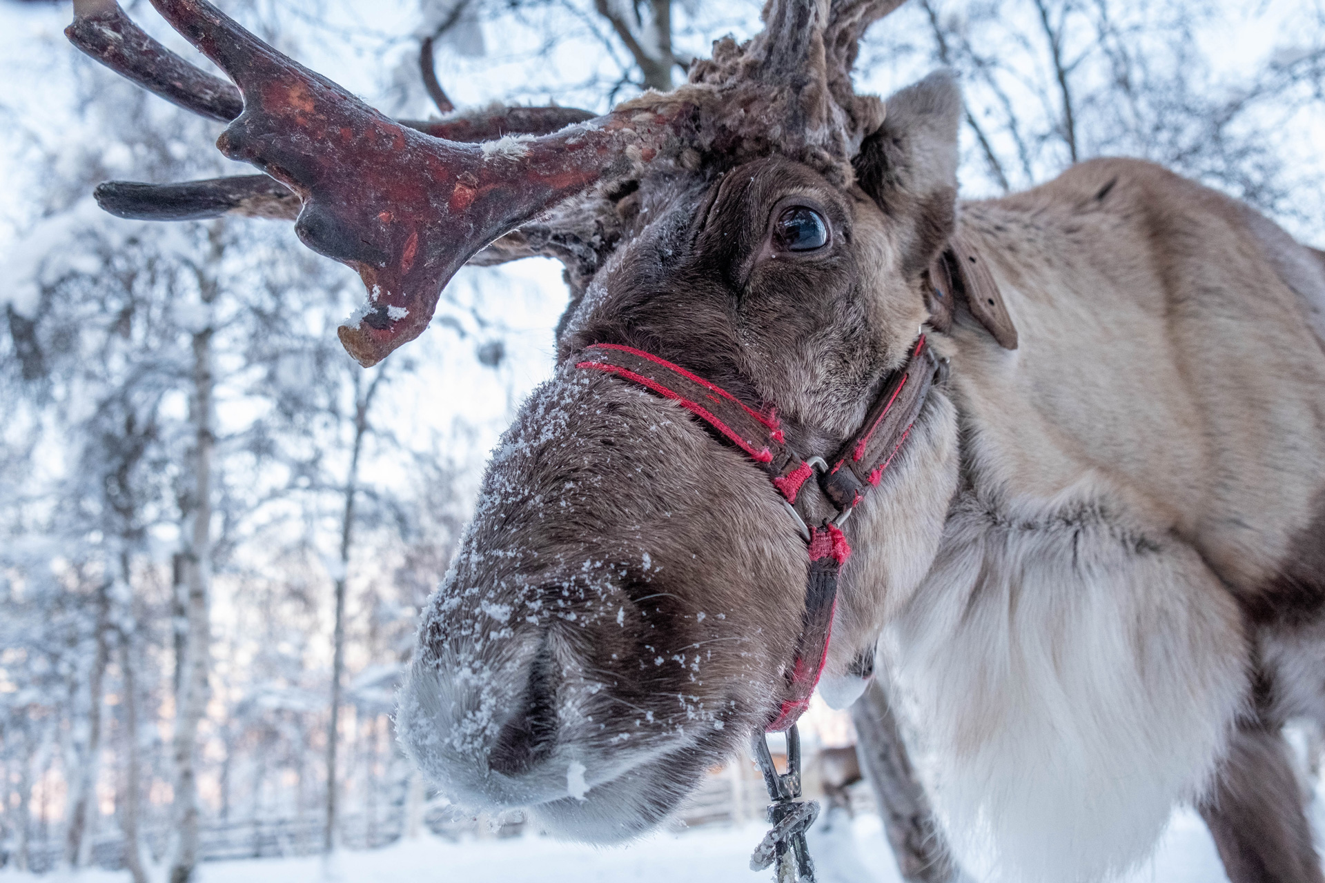 A close up of a reindeer's face