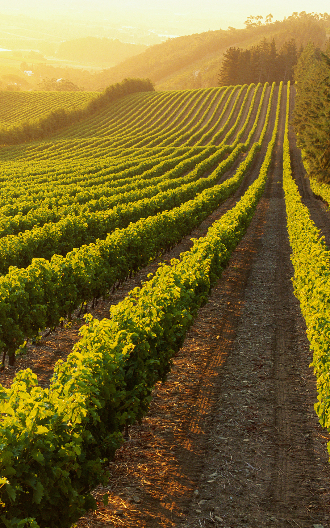 Sunset view of vineyard rows in South Africa