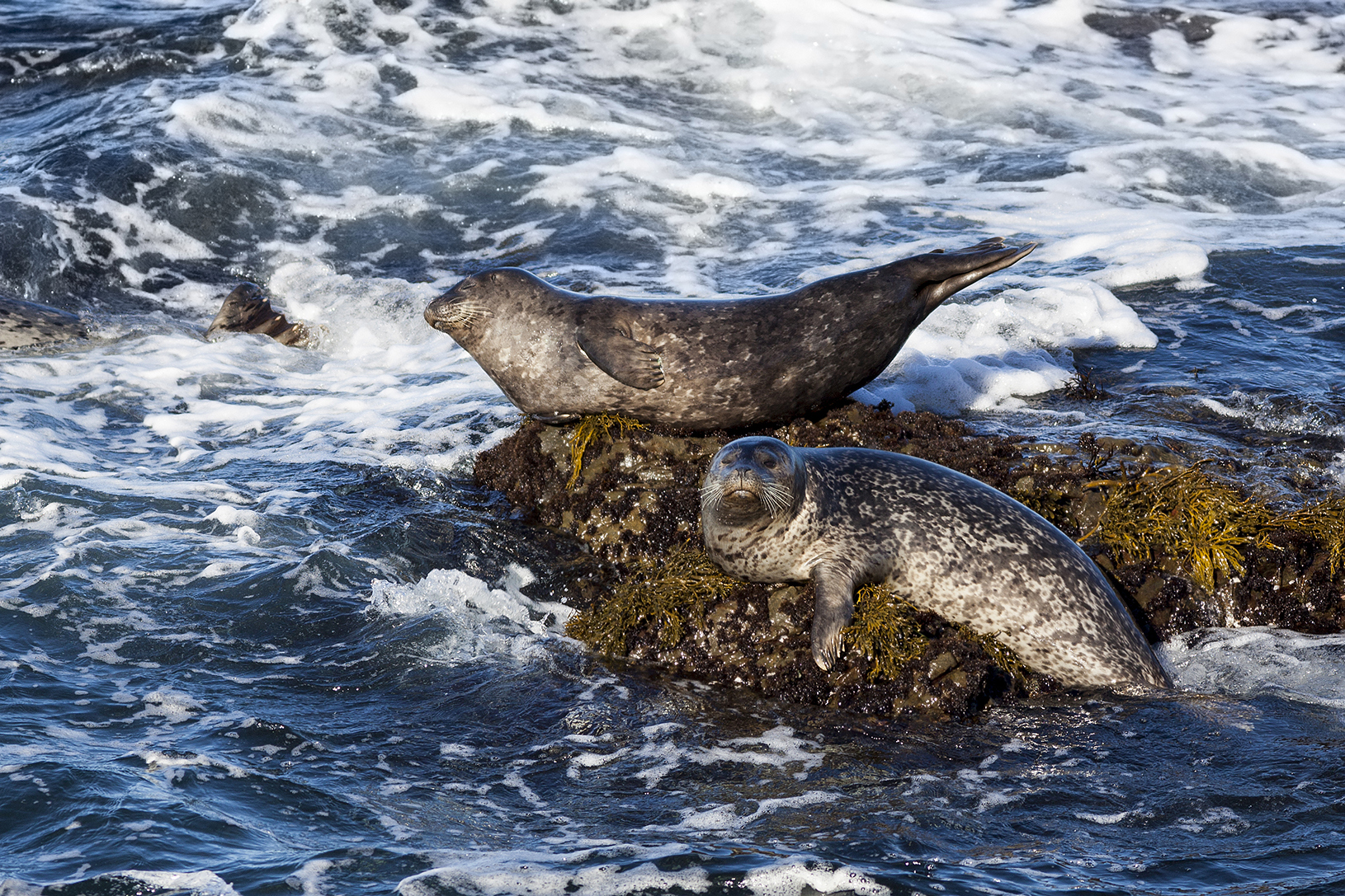 Seals on rock in the middle of the ocean