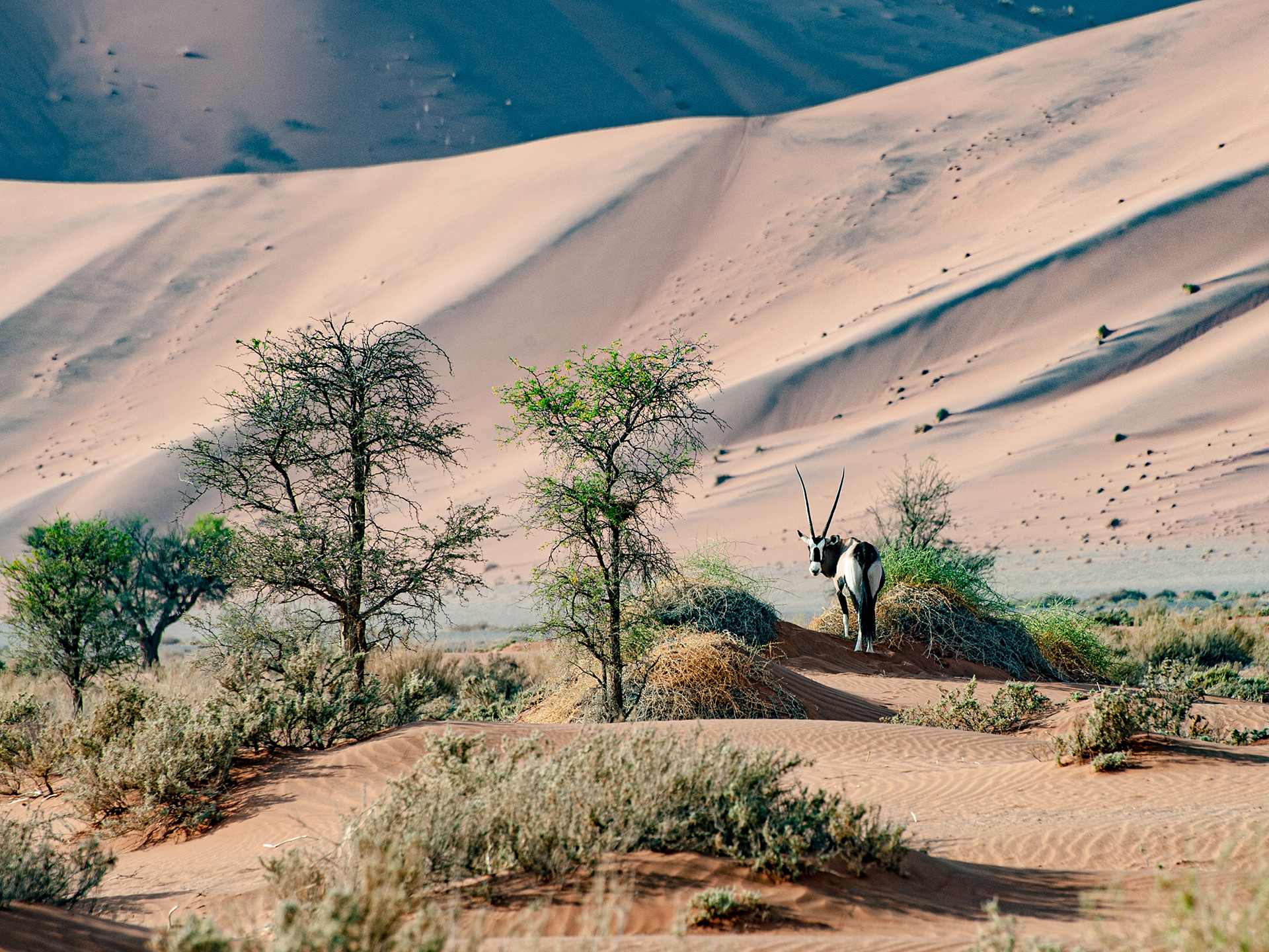 A Oryx on a small sandy dune next to small shrubery and trees