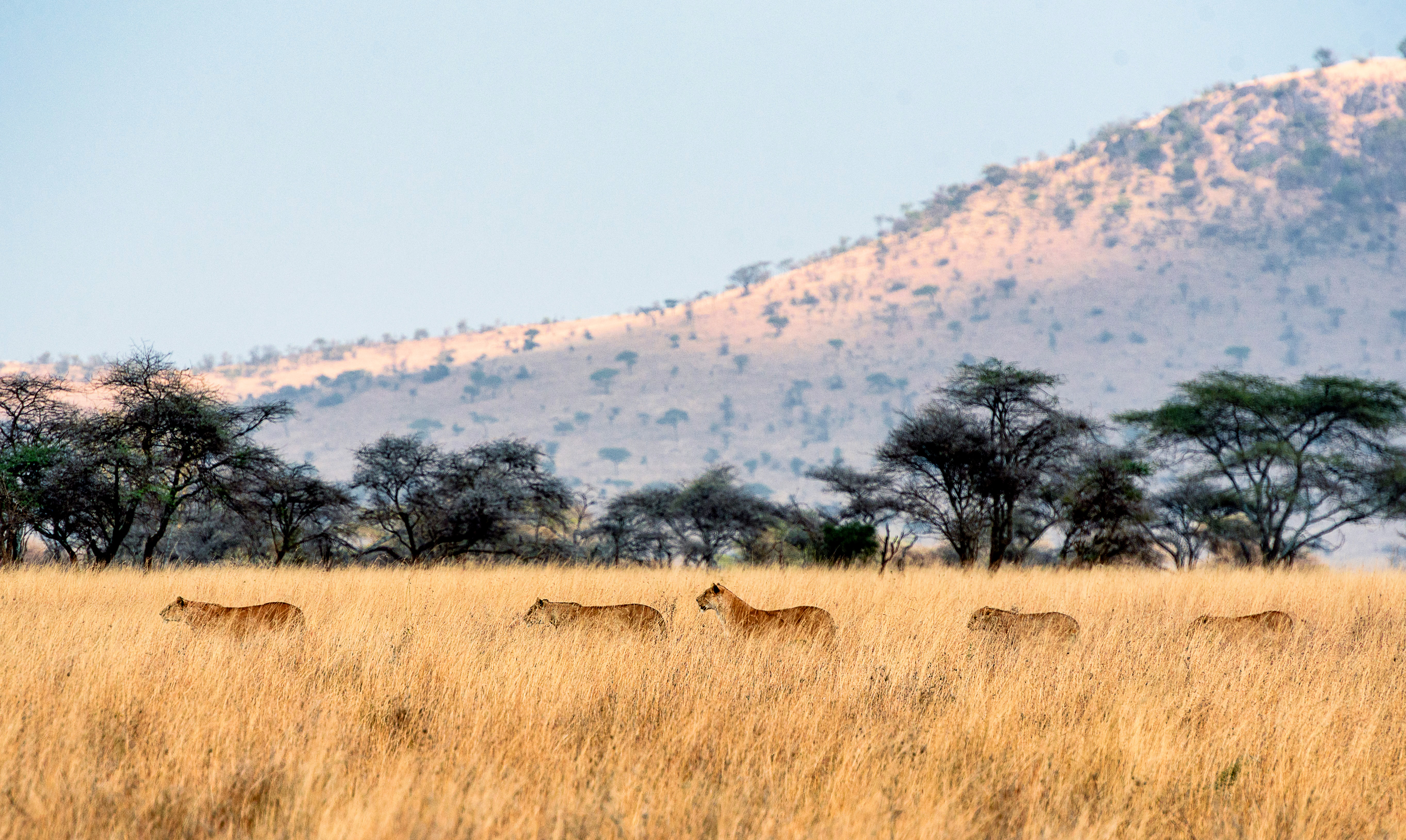 A group of lions walking through long grass