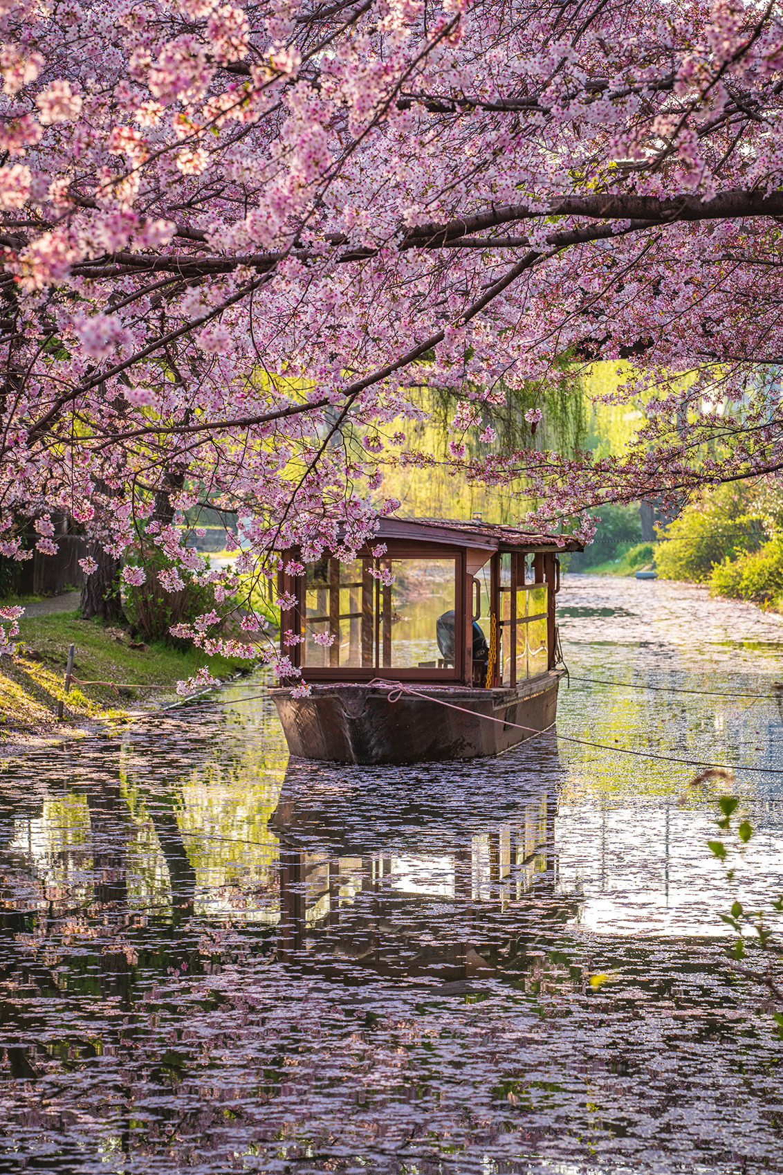 Asia, Japan, Kyoto, boat surrounded by cherry blossoms