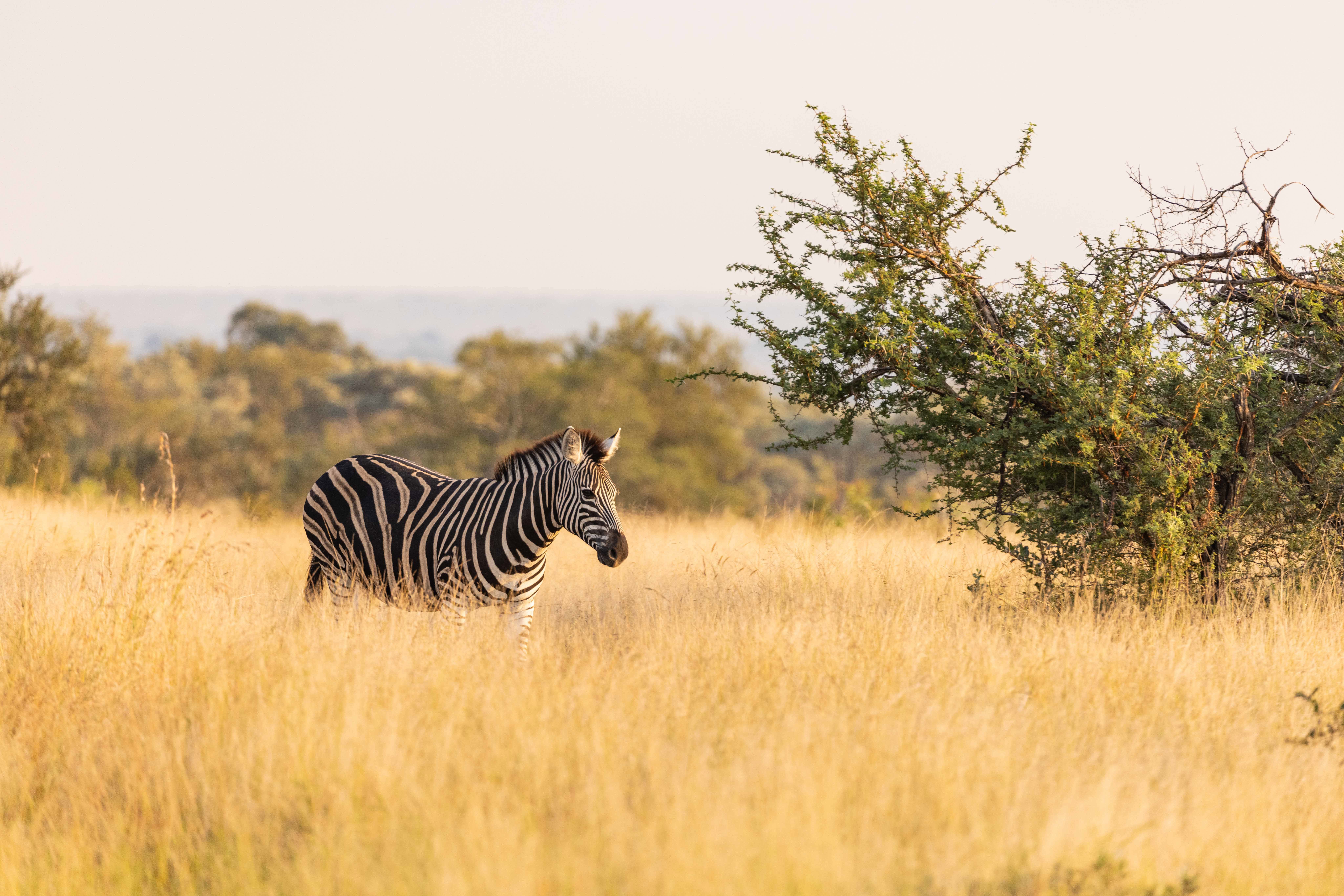  Africa, South Africa, Ulusaba Rock Lodge, Zebra