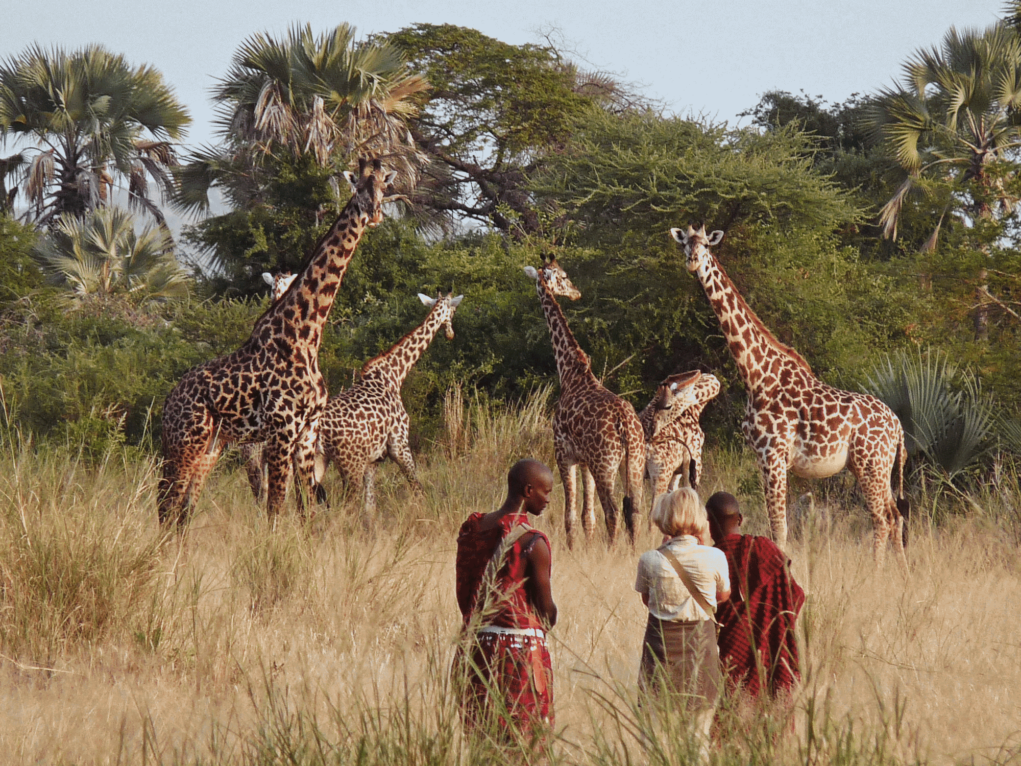 Small group on a guided walking safari observing giraffes in a grassy savannah with scattered trees.