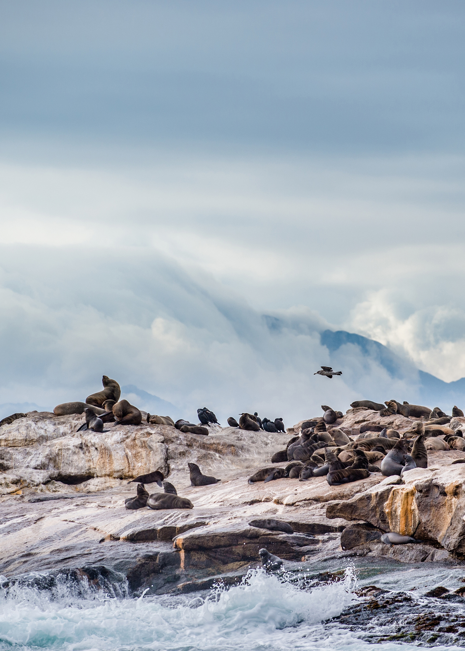Seal colony on rocky outcrop in a stormy sea