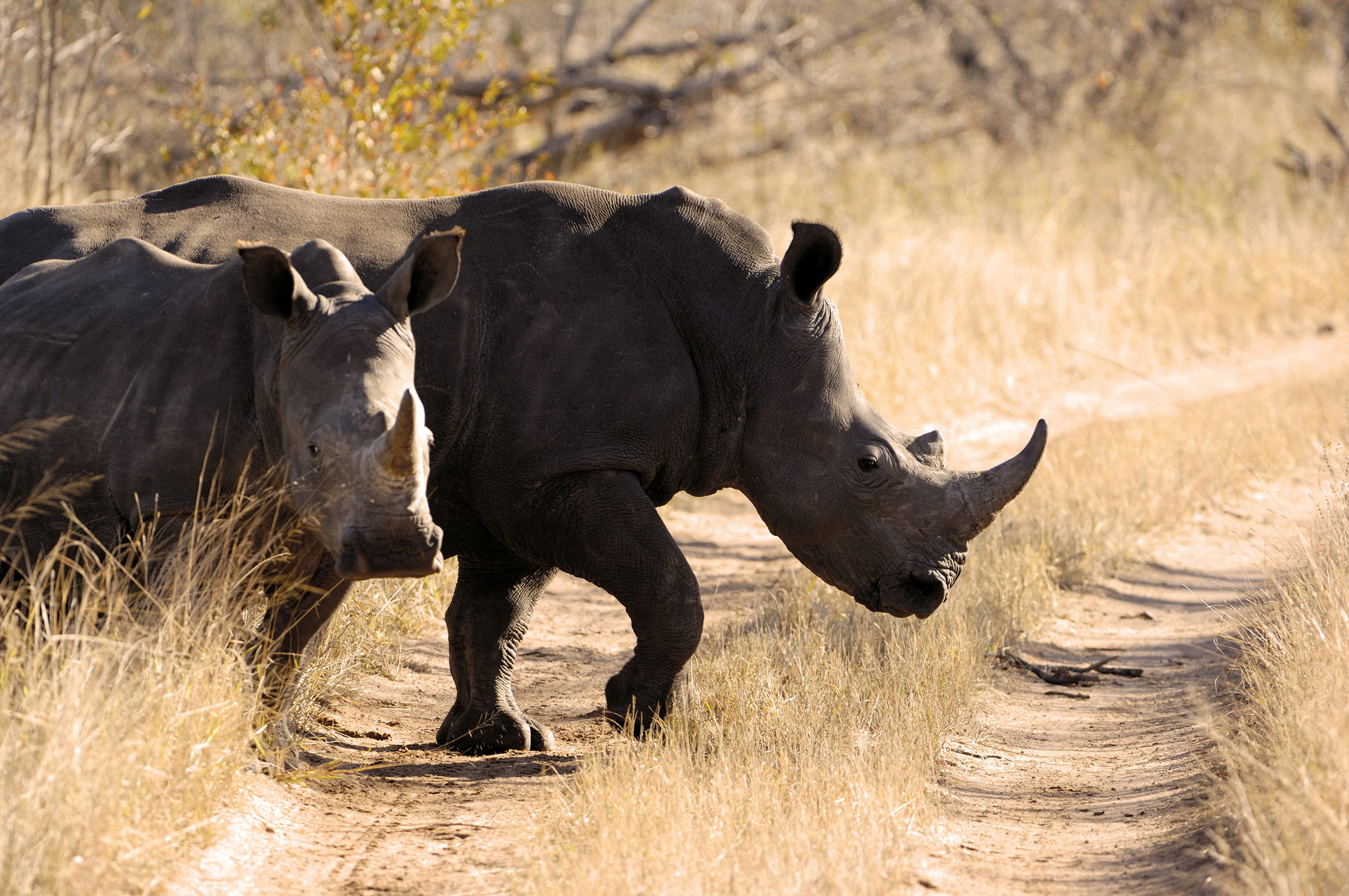 Two rhinos walking across a dirt path in bushland