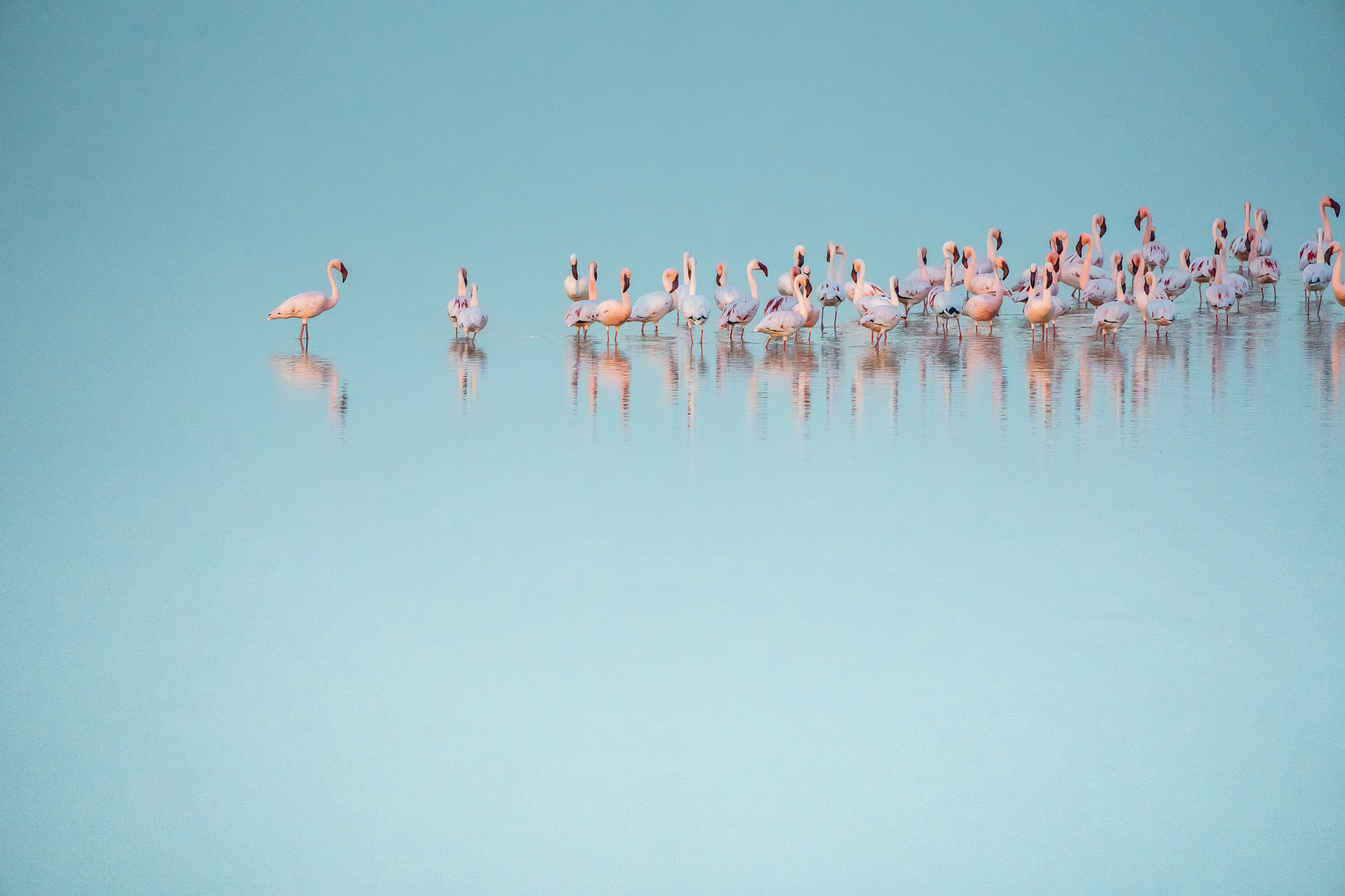 A group of flamingos stood in water