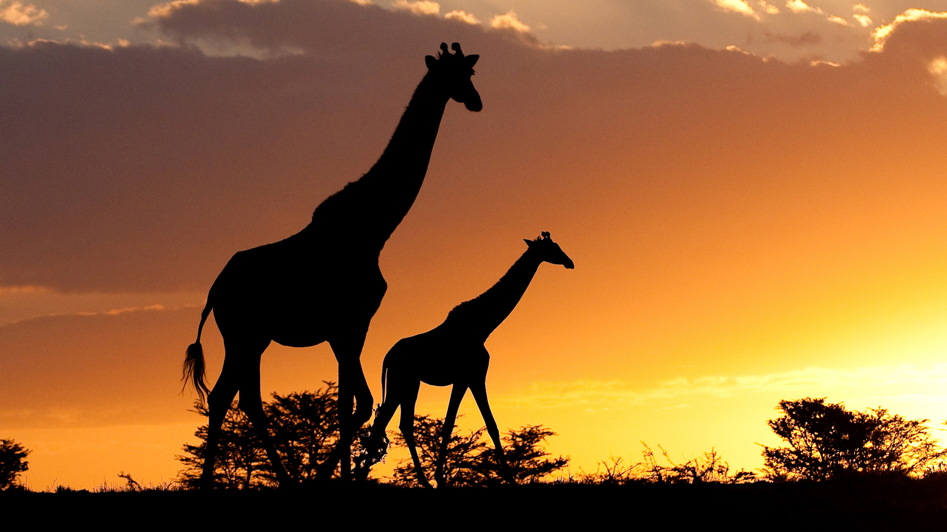 Africa, Kenya, Mara Plains Camp, Giraffe