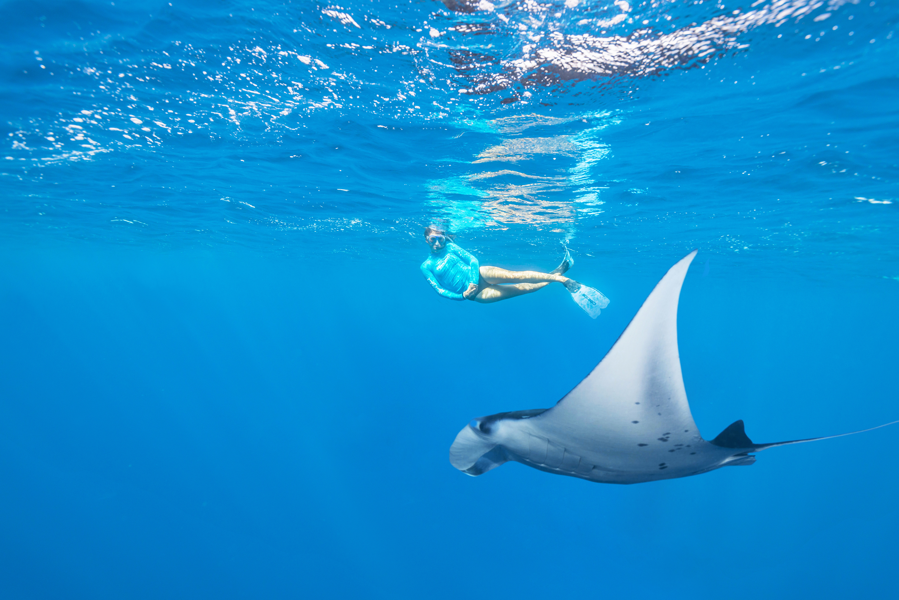 A woman in blue snorklling beside a manta ray