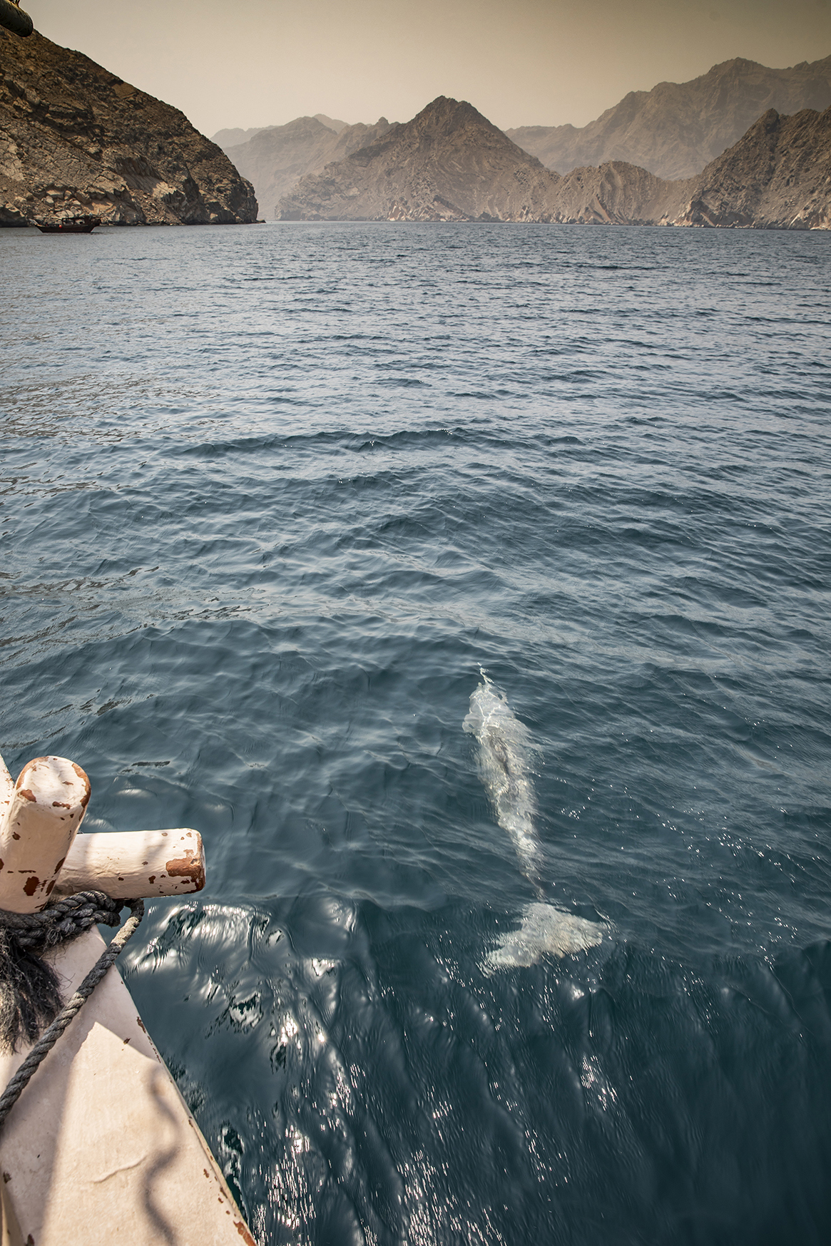 Dolphin underwater riding alongside boat in the Gulf of Oman with mountain in the background