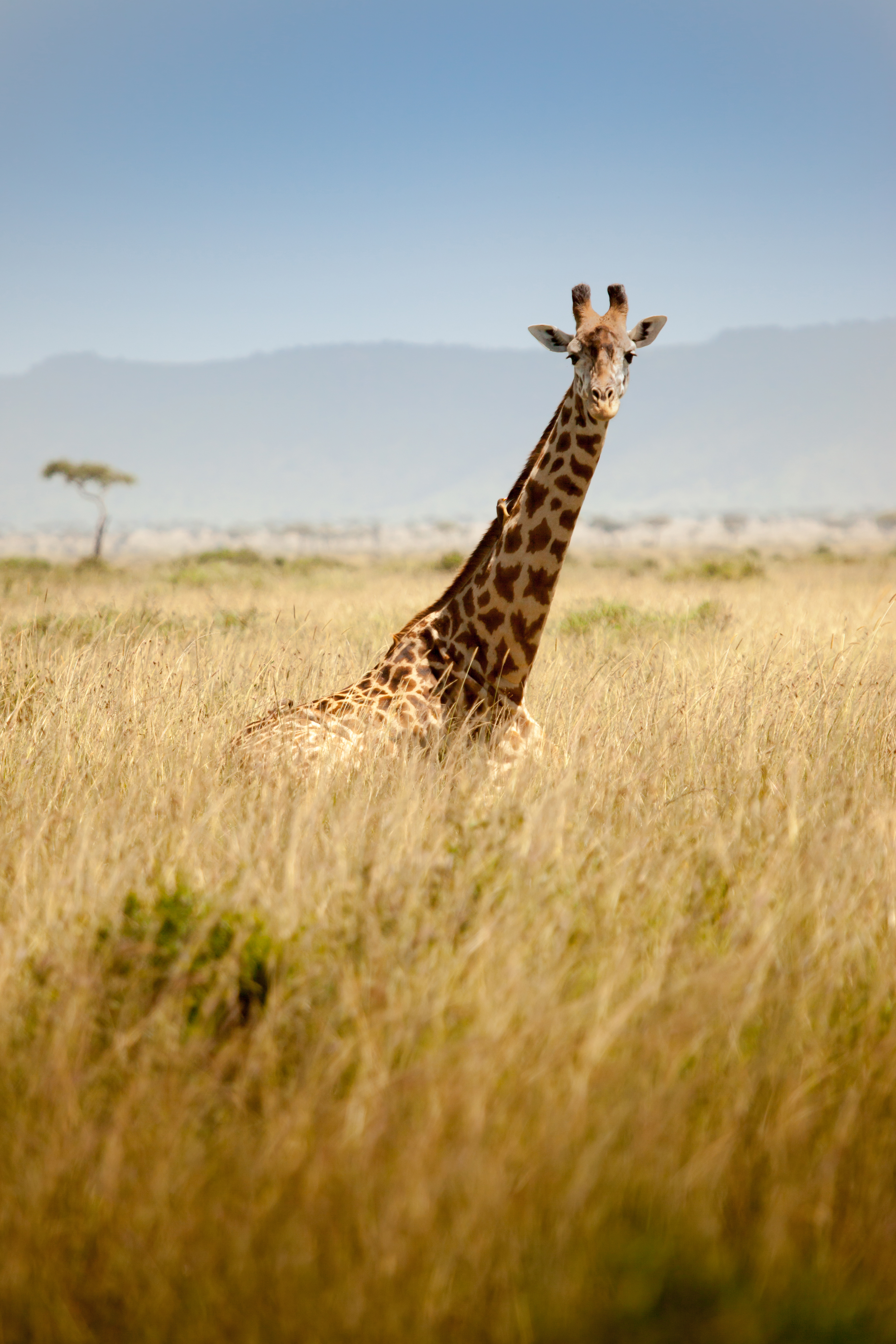 A giraffe looking at the camera while it is stood in long grass