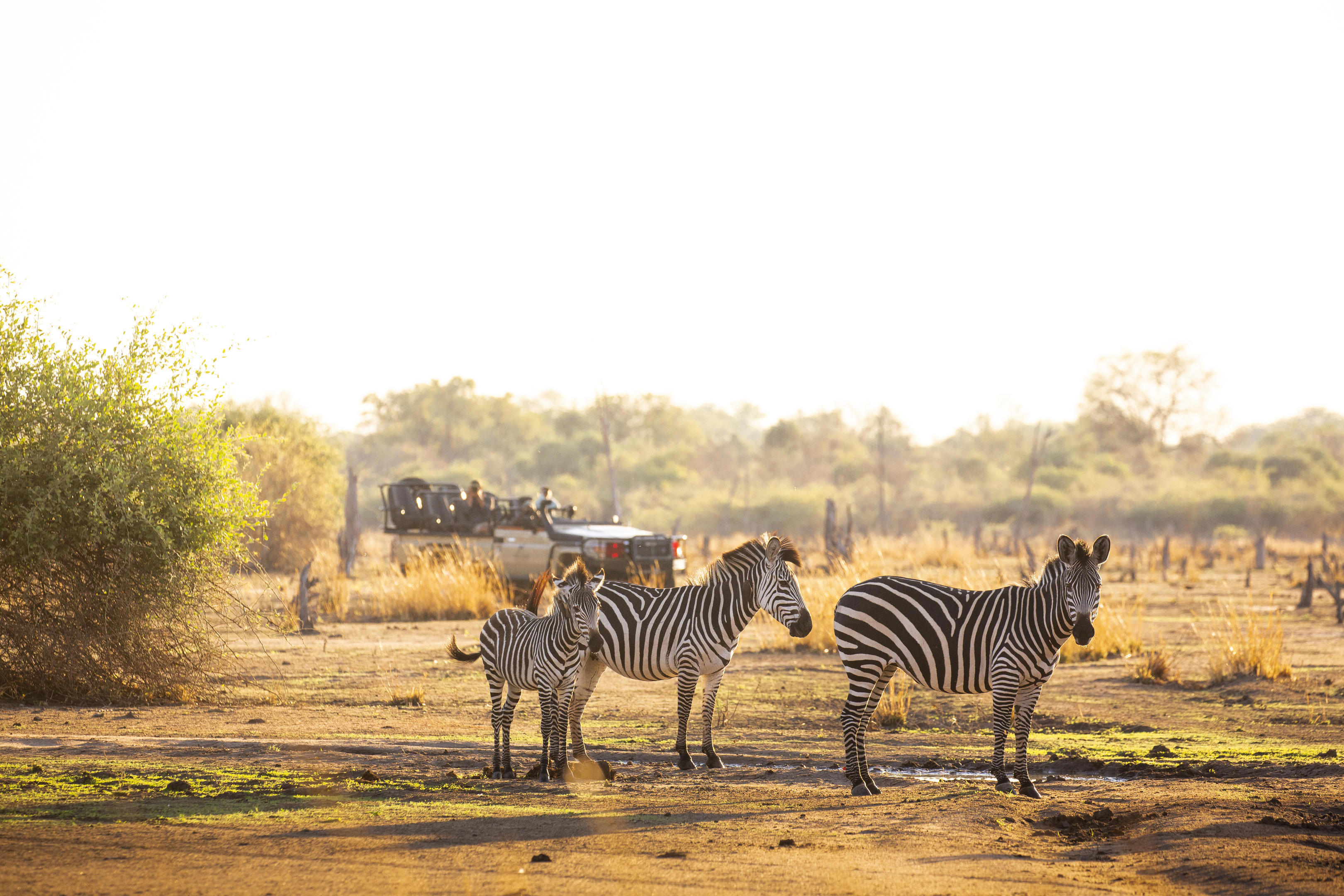 Three zebras standing on a dry, open plain with sparse vegetation, while a safari vehicle is parked in the background at Puku Ridge Camp