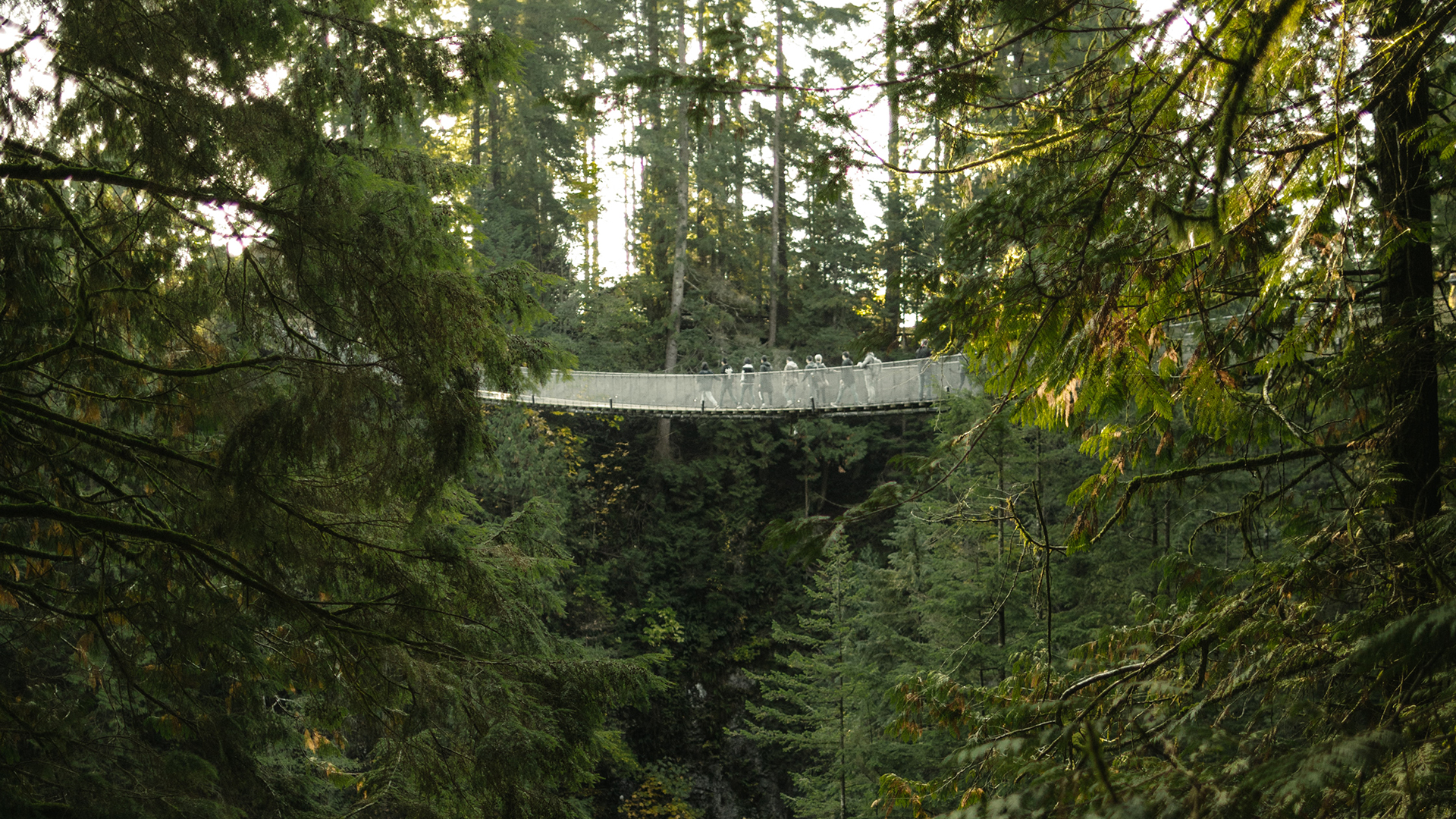 The Capilano Suspension Bridge passing through pine trees in Canada