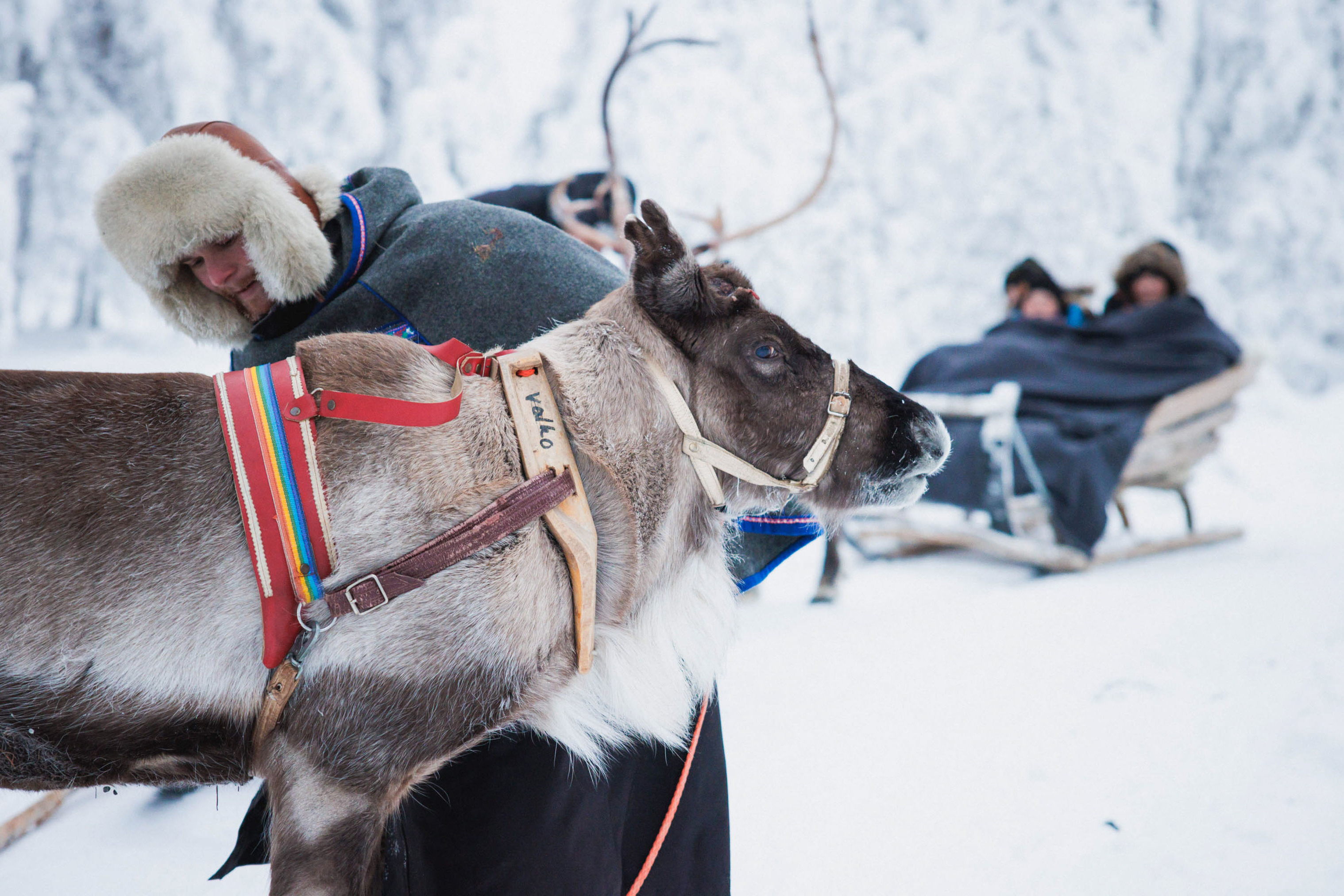 Europe Ski, Finnish Lapland, Octola Private Wilderness, Reindeer Guide