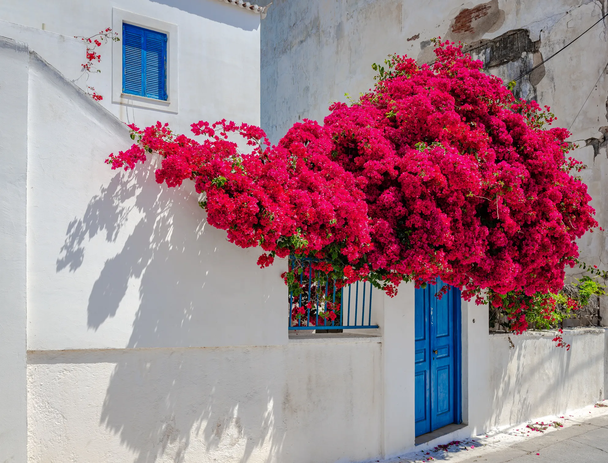 A white building with a blue door and window, adorned with vibrant pink bougainvillea flowers cascading over the entrance.