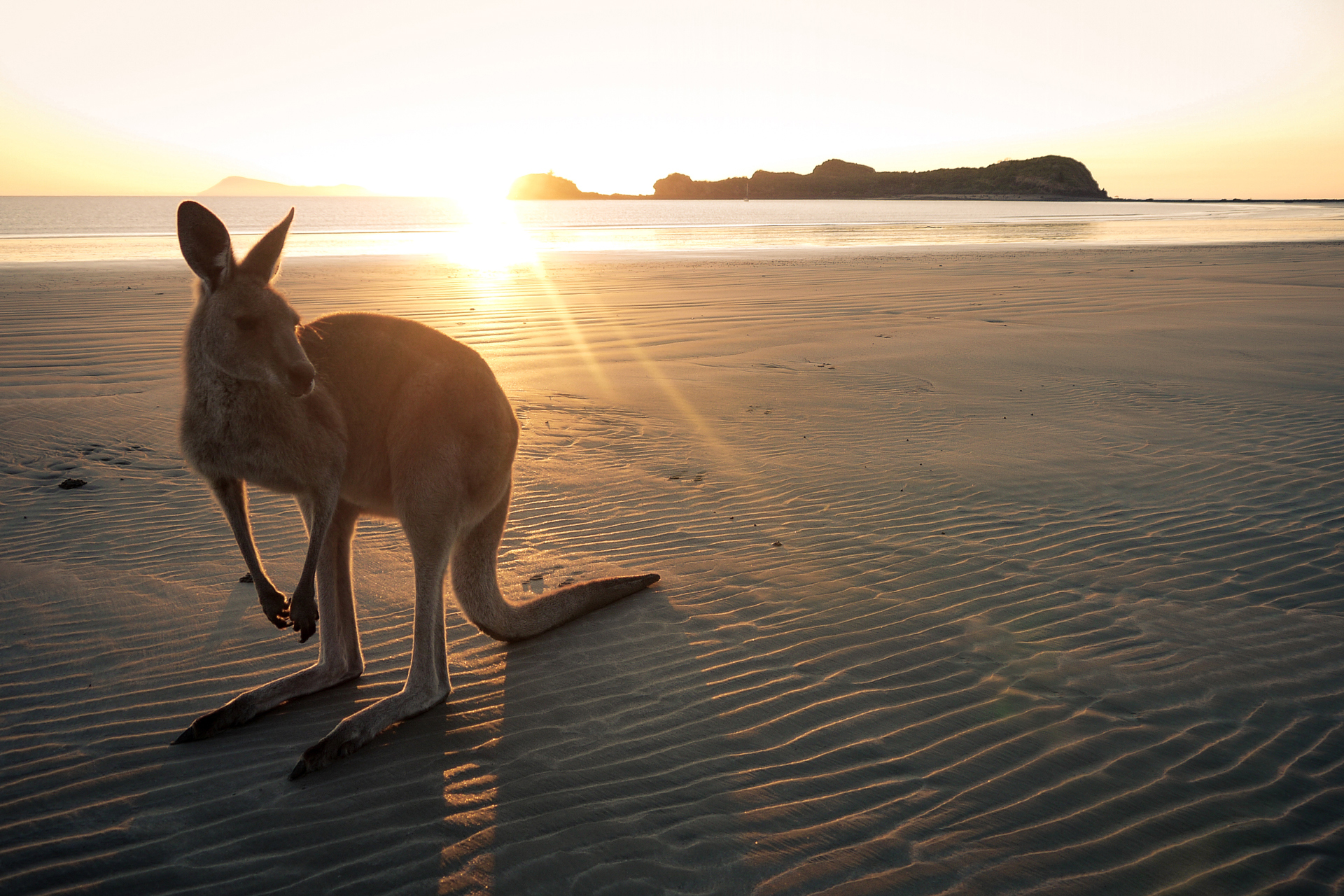 A kangaroos stood on a beach as the sun shines from behind